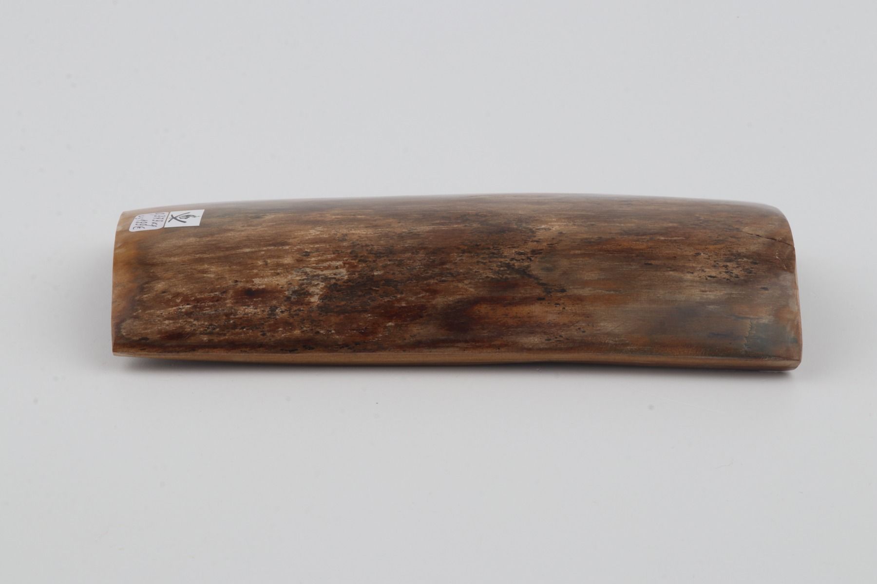 Beige mammoth bark