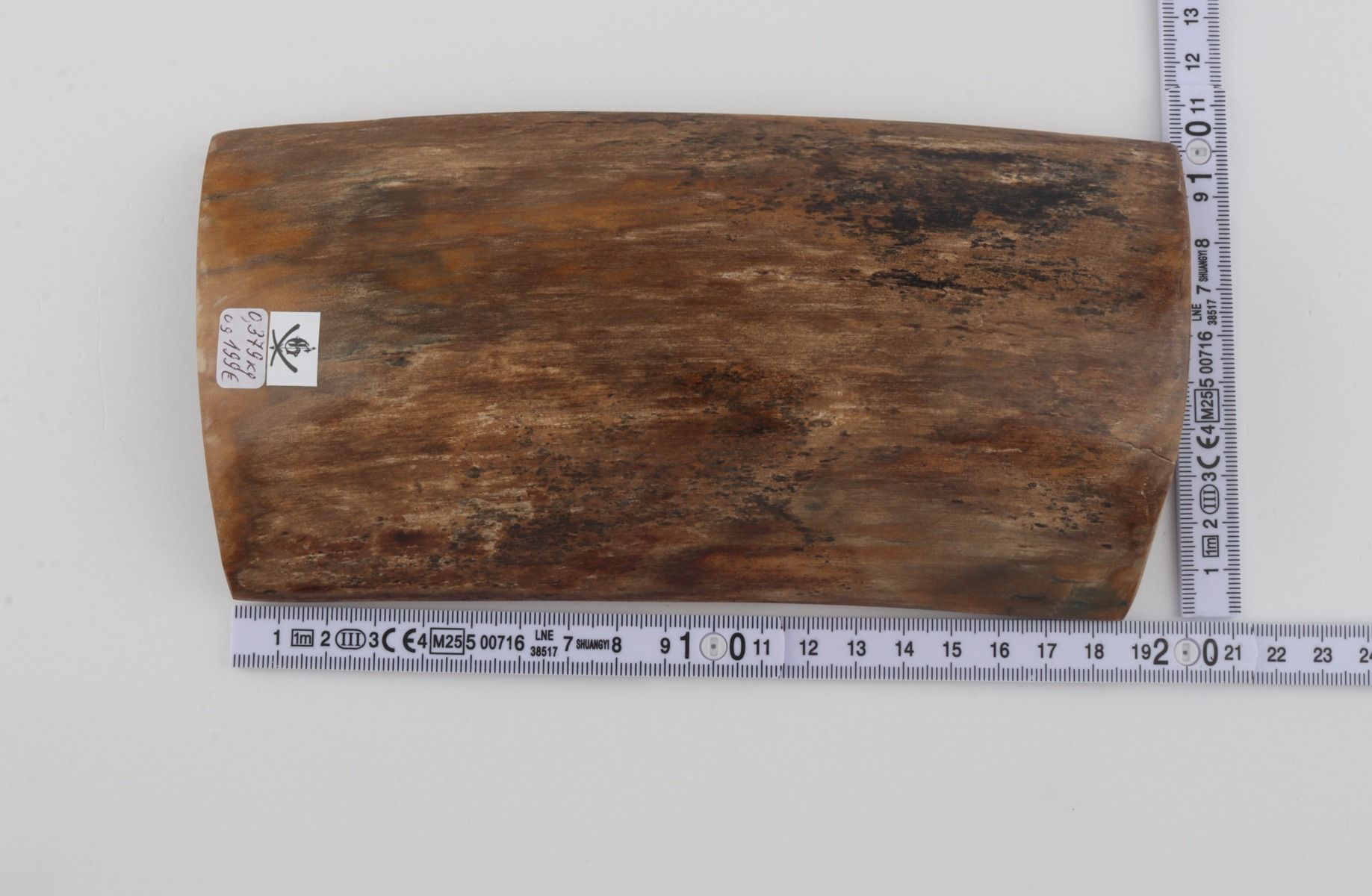 Beige mammoth bark