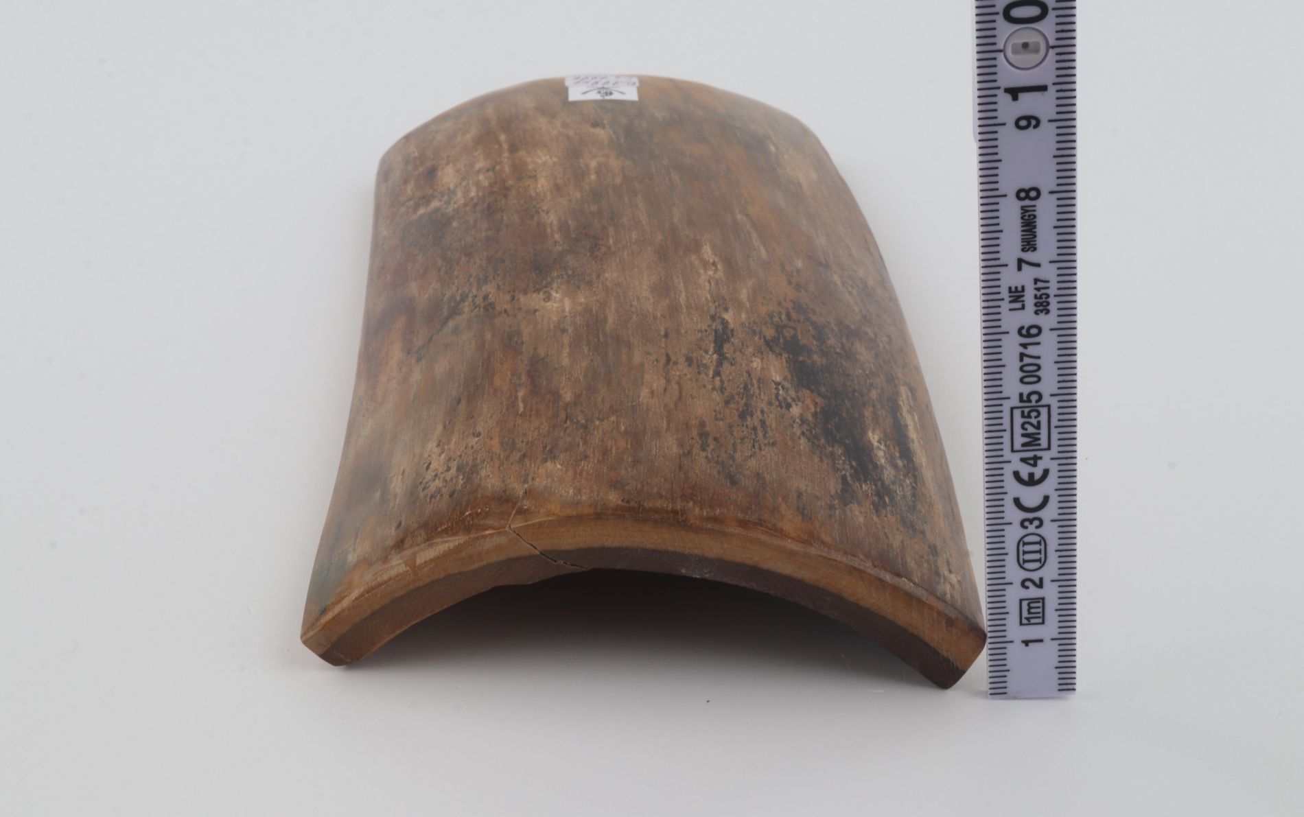 Beige mammoth bark