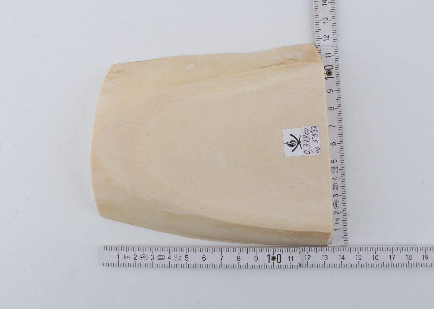 White mammoth ivory segment