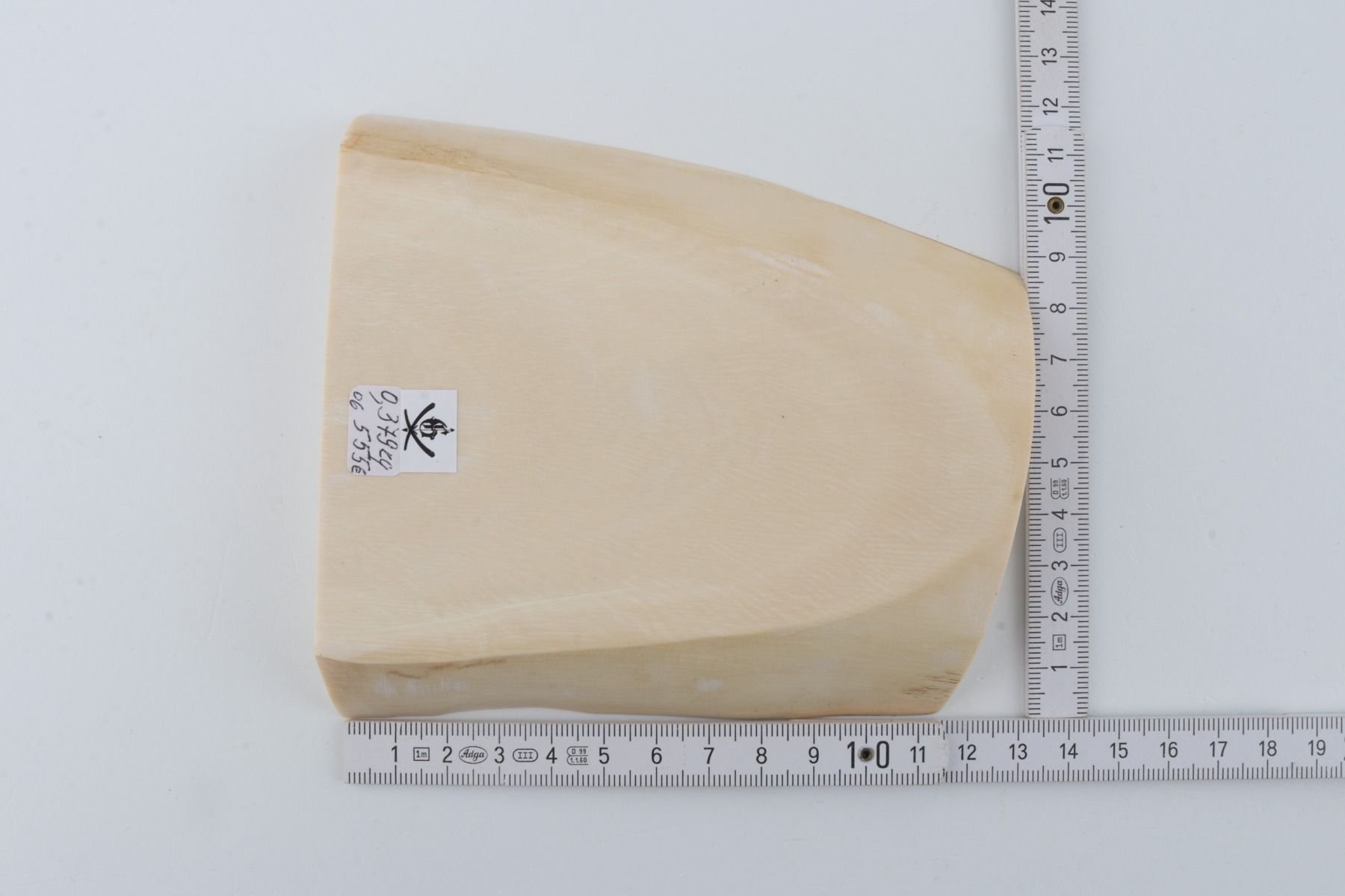 White mammoth ivory segment
