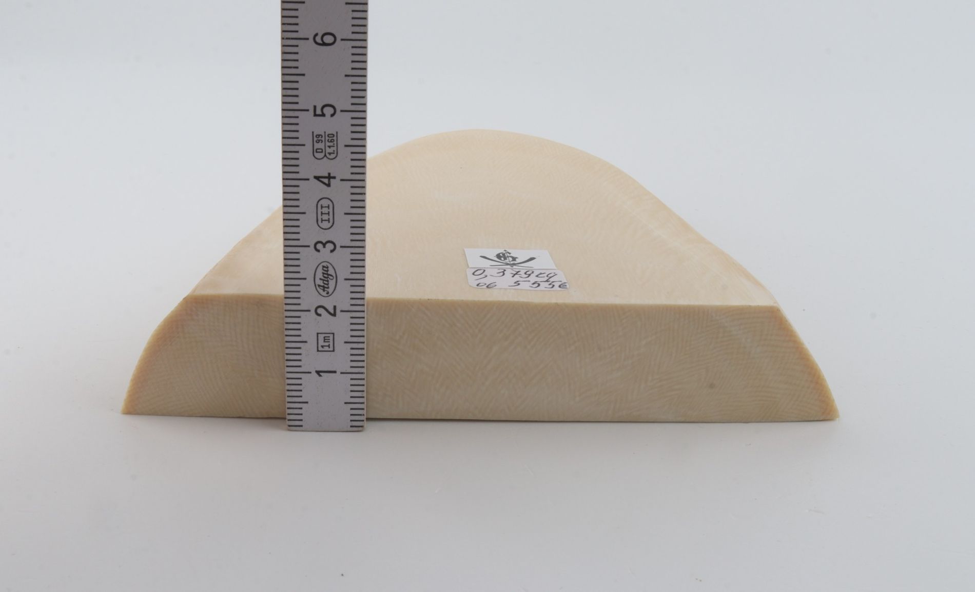 White mammoth ivory segment