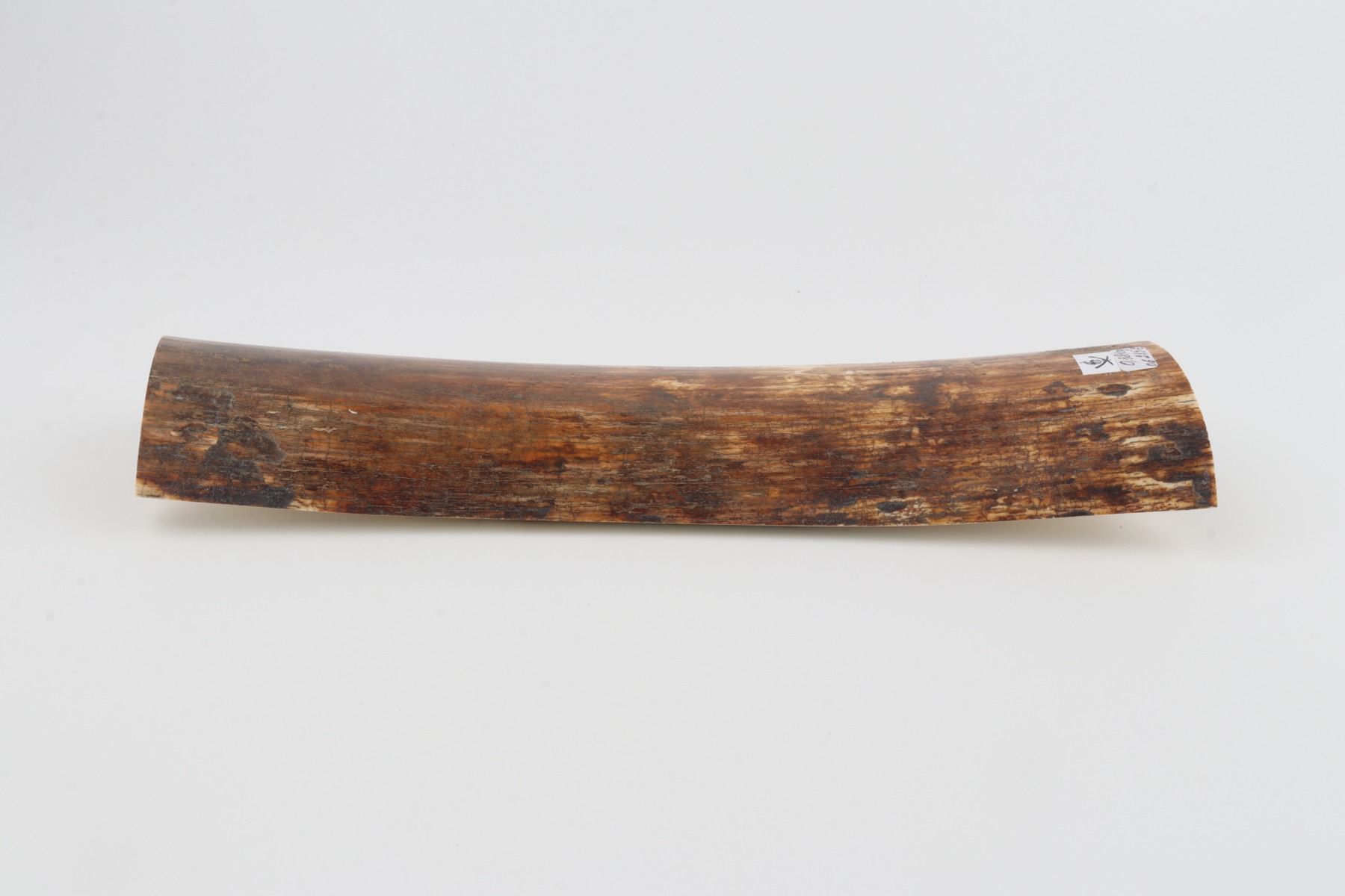 Brown-orange mammoth bark