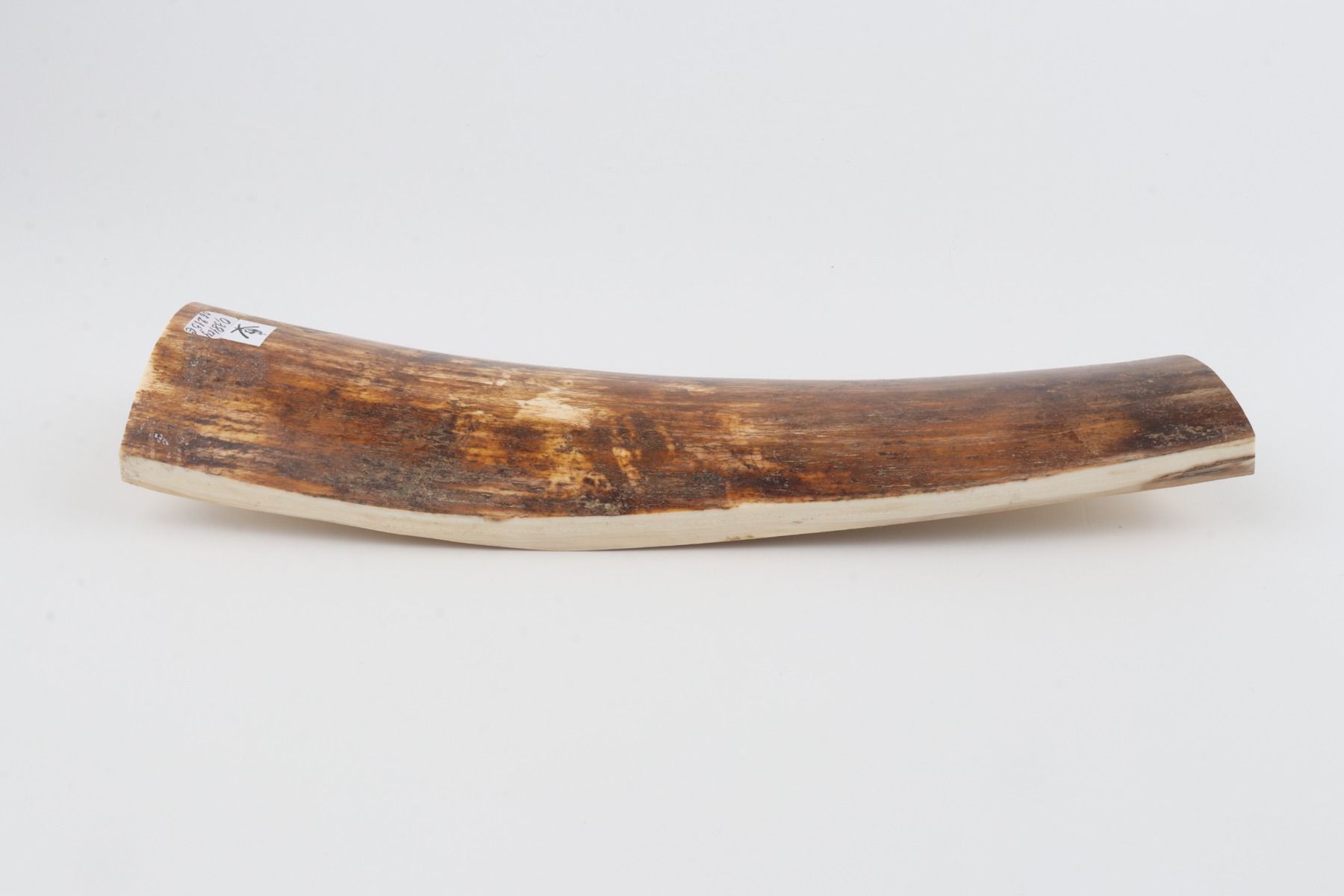 Brown-orange mammoth bark