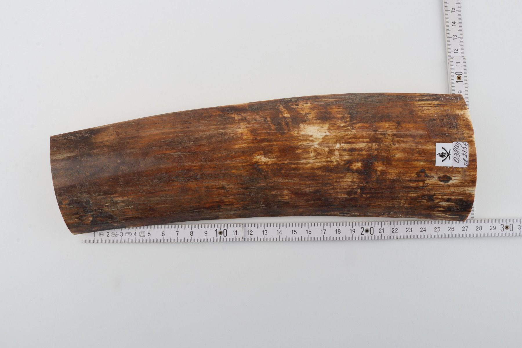 Brown-orange mammoth bark
