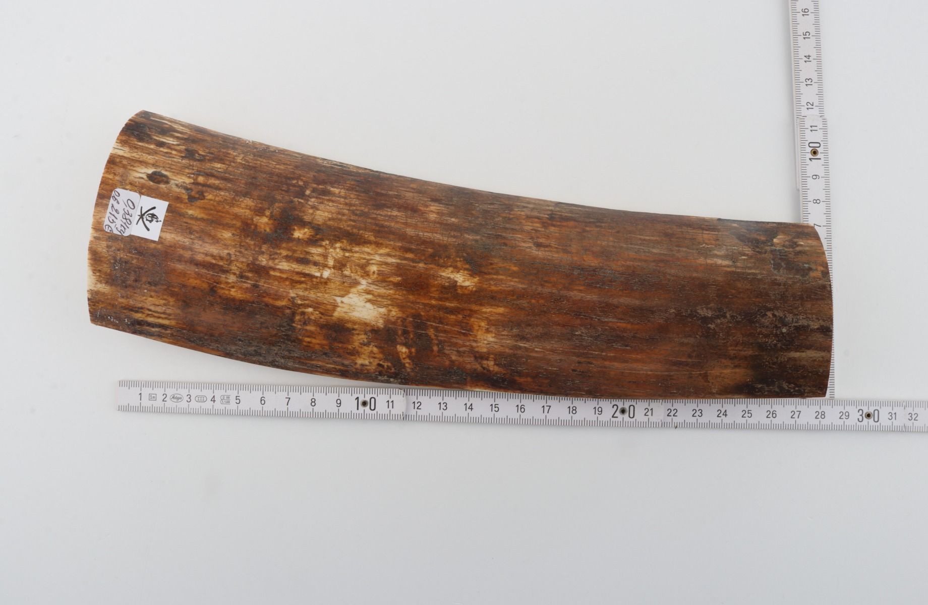 Brown-orange mammoth bark