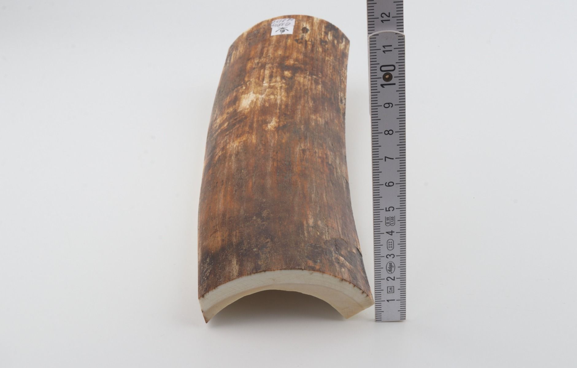 Brown-orange mammoth bark