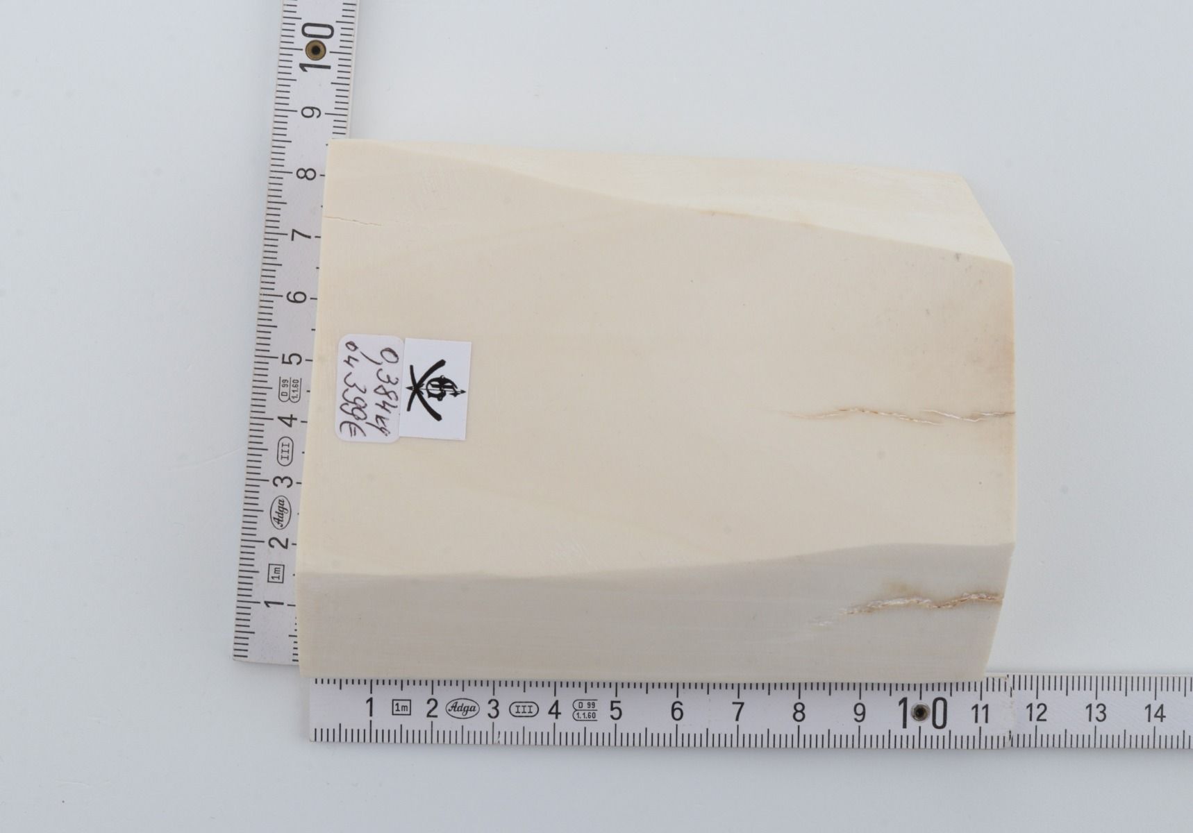 White mammoth ivory segment
