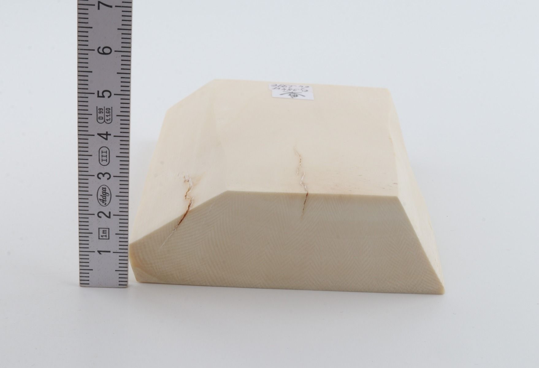 White mammoth ivory segment