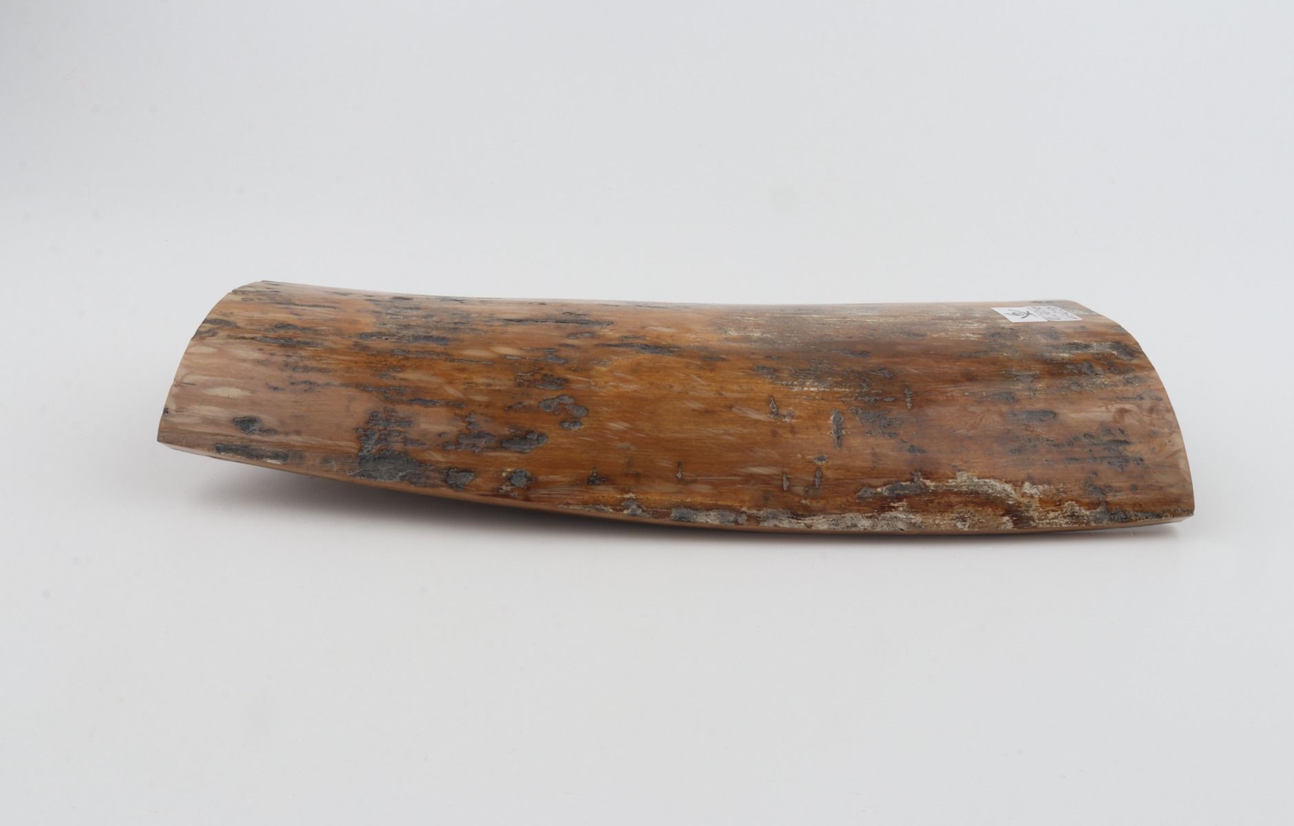 Brown-mustard mammoth bark