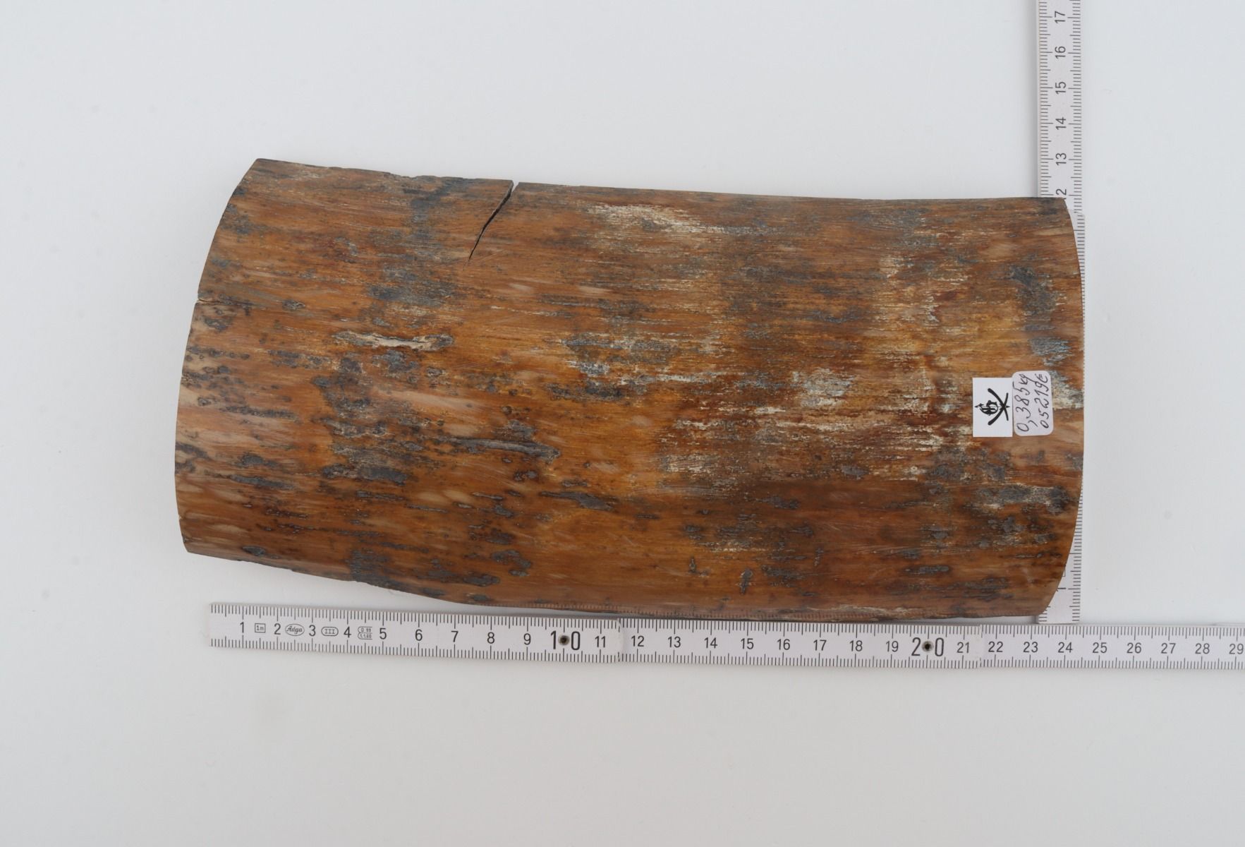 Brown-mustard mammoth bark