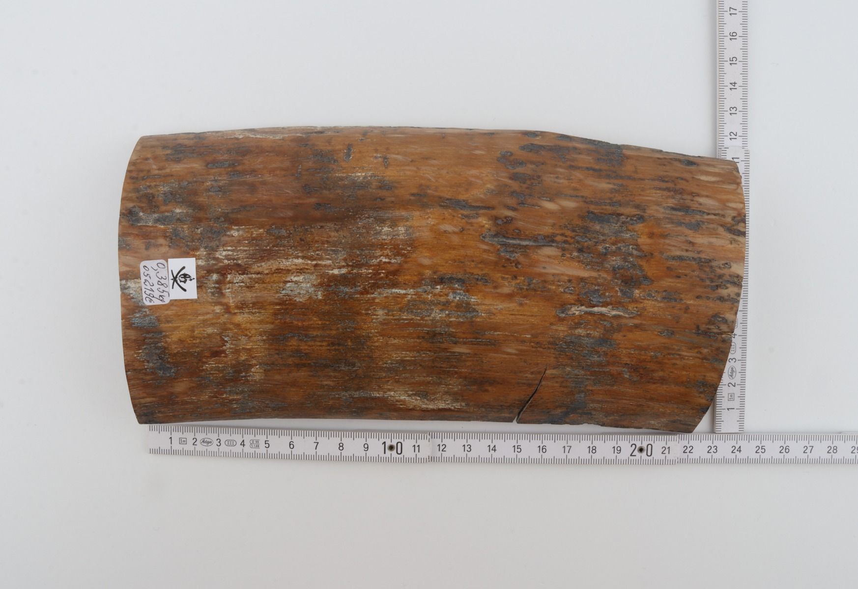 Brown-mustard mammoth bark