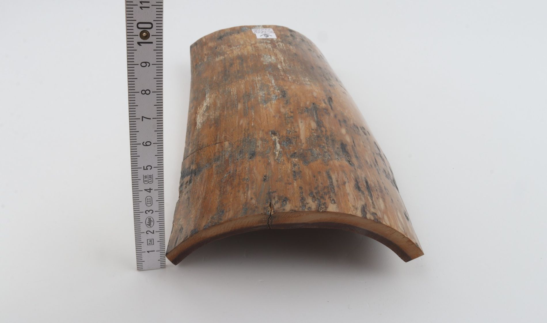Brown-mustard mammoth bark