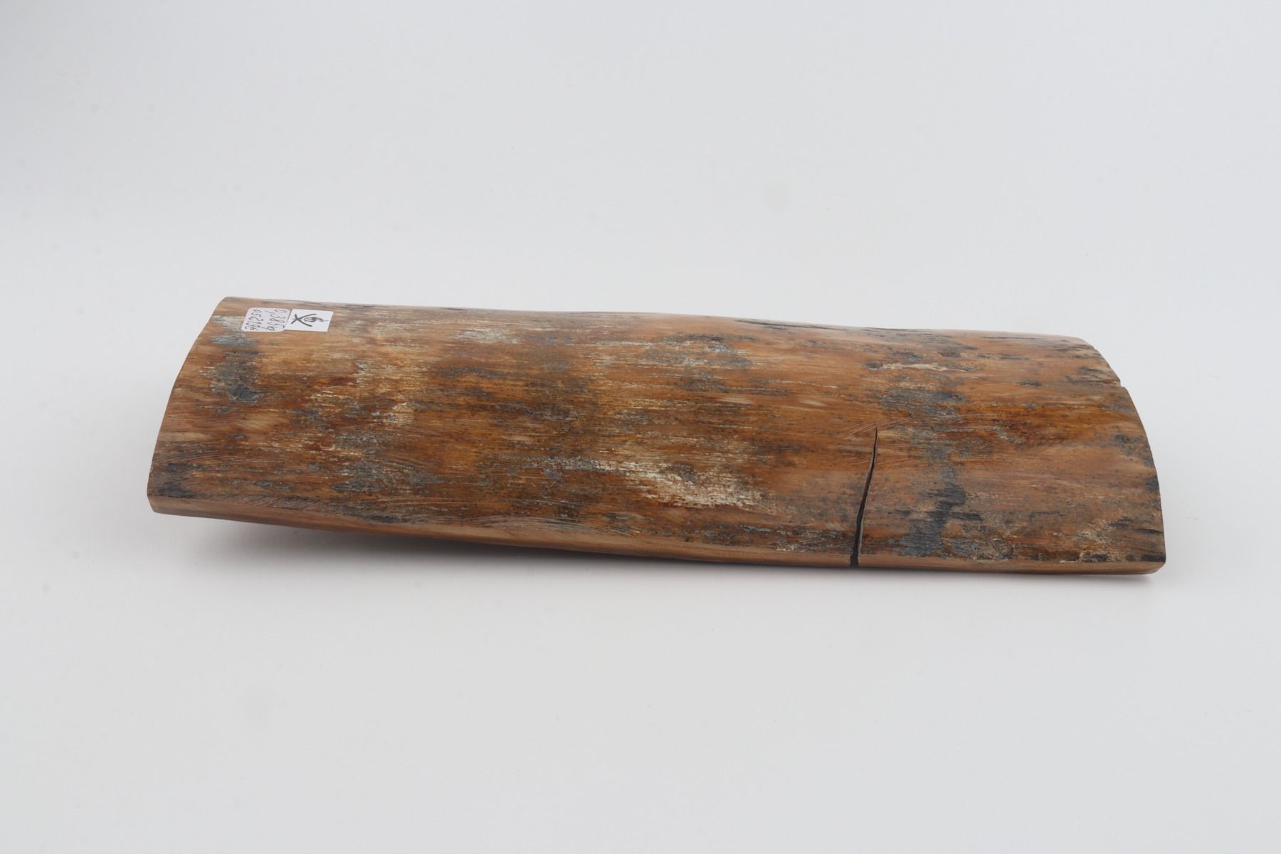 Brown-mustard mammoth bark