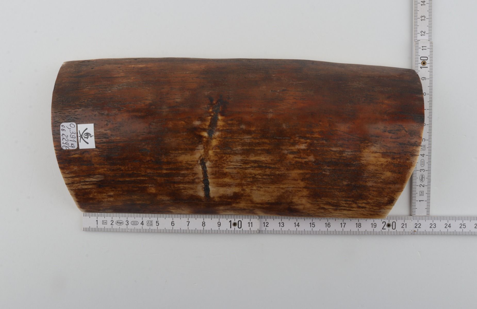 Brown-orange mammoth bark