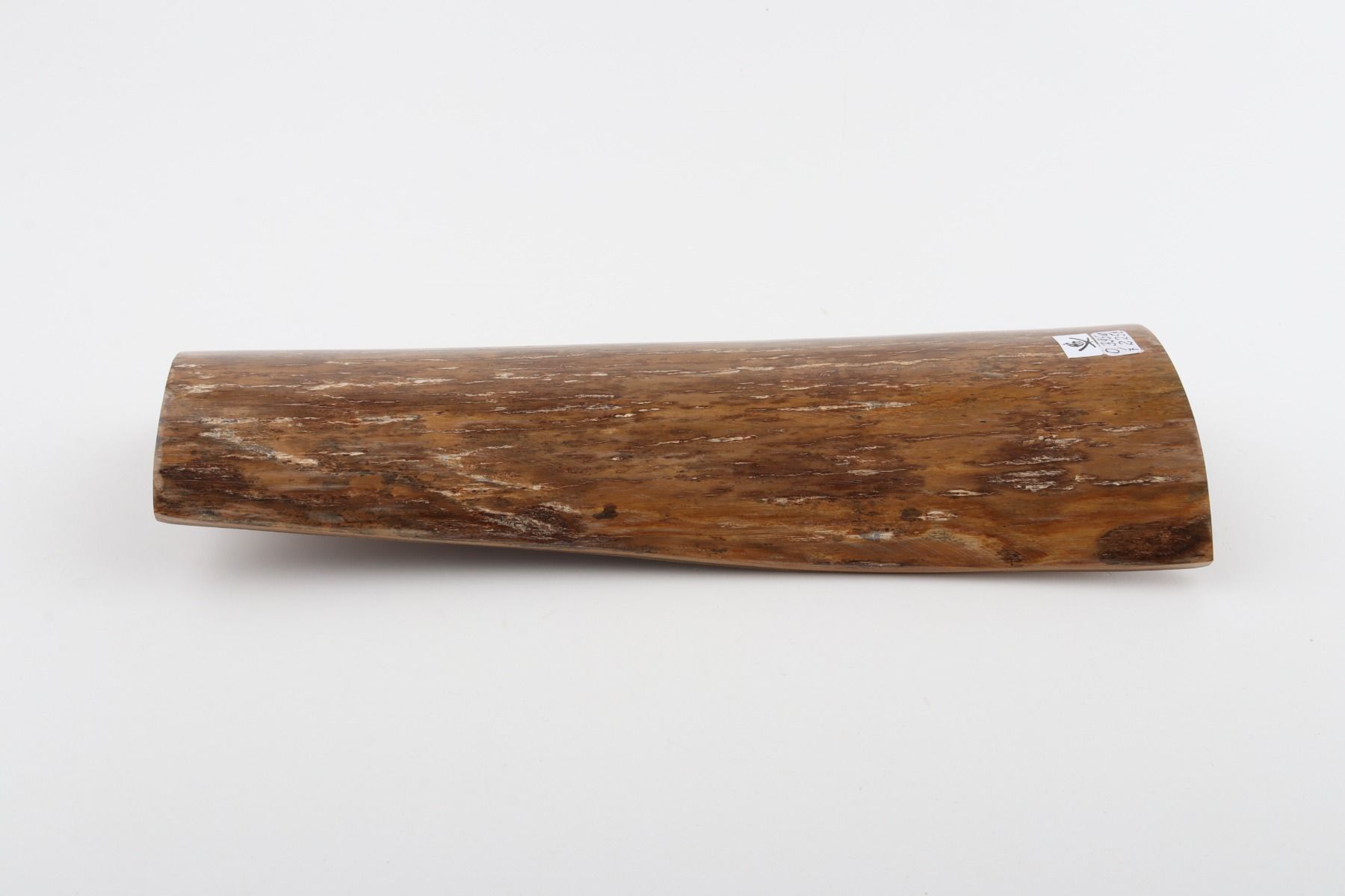 Beige mammoth bark