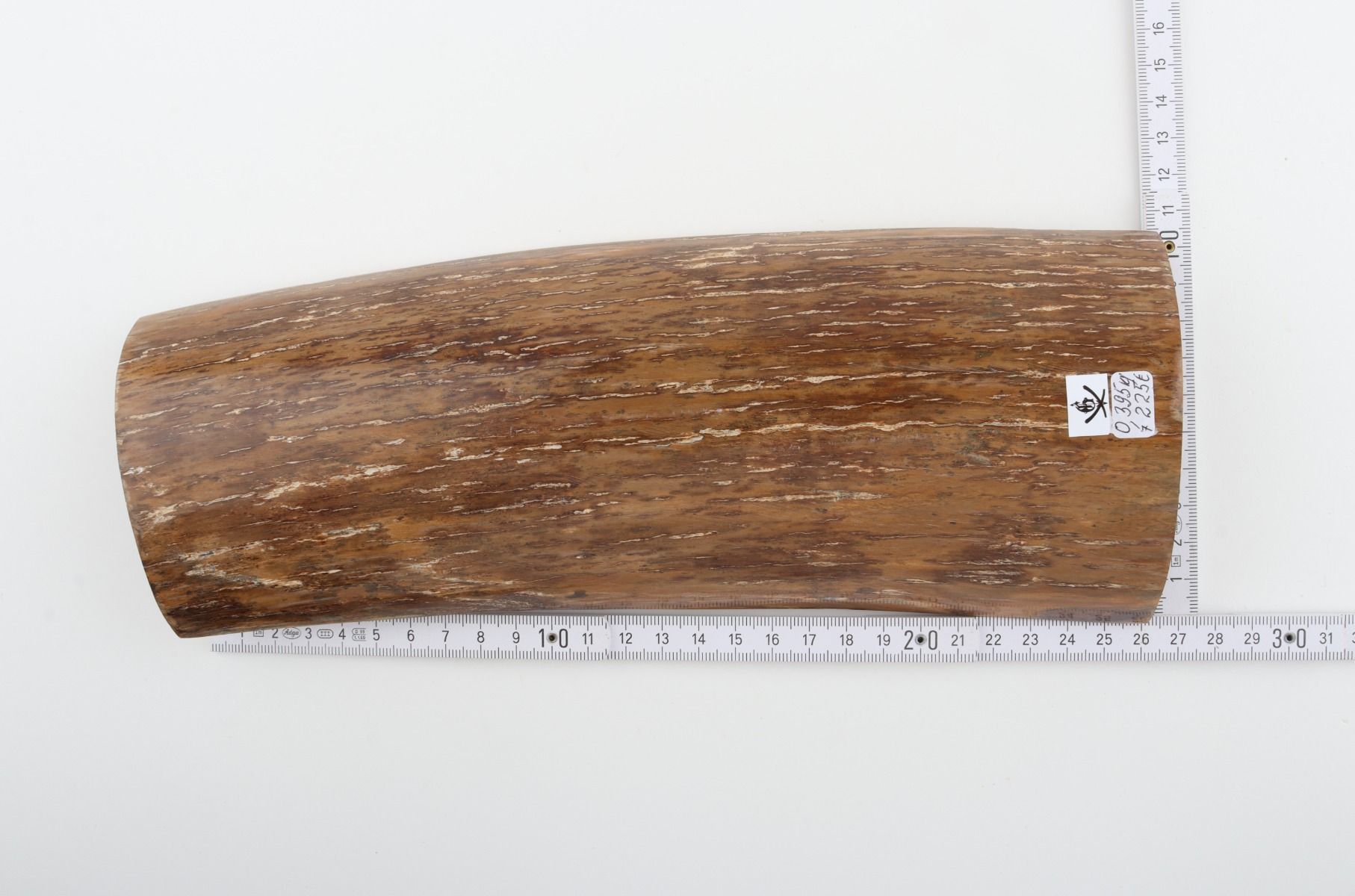 Beige mammoth bark