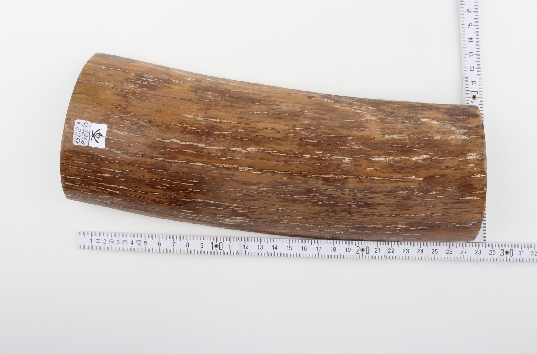 Beige mammoth bark