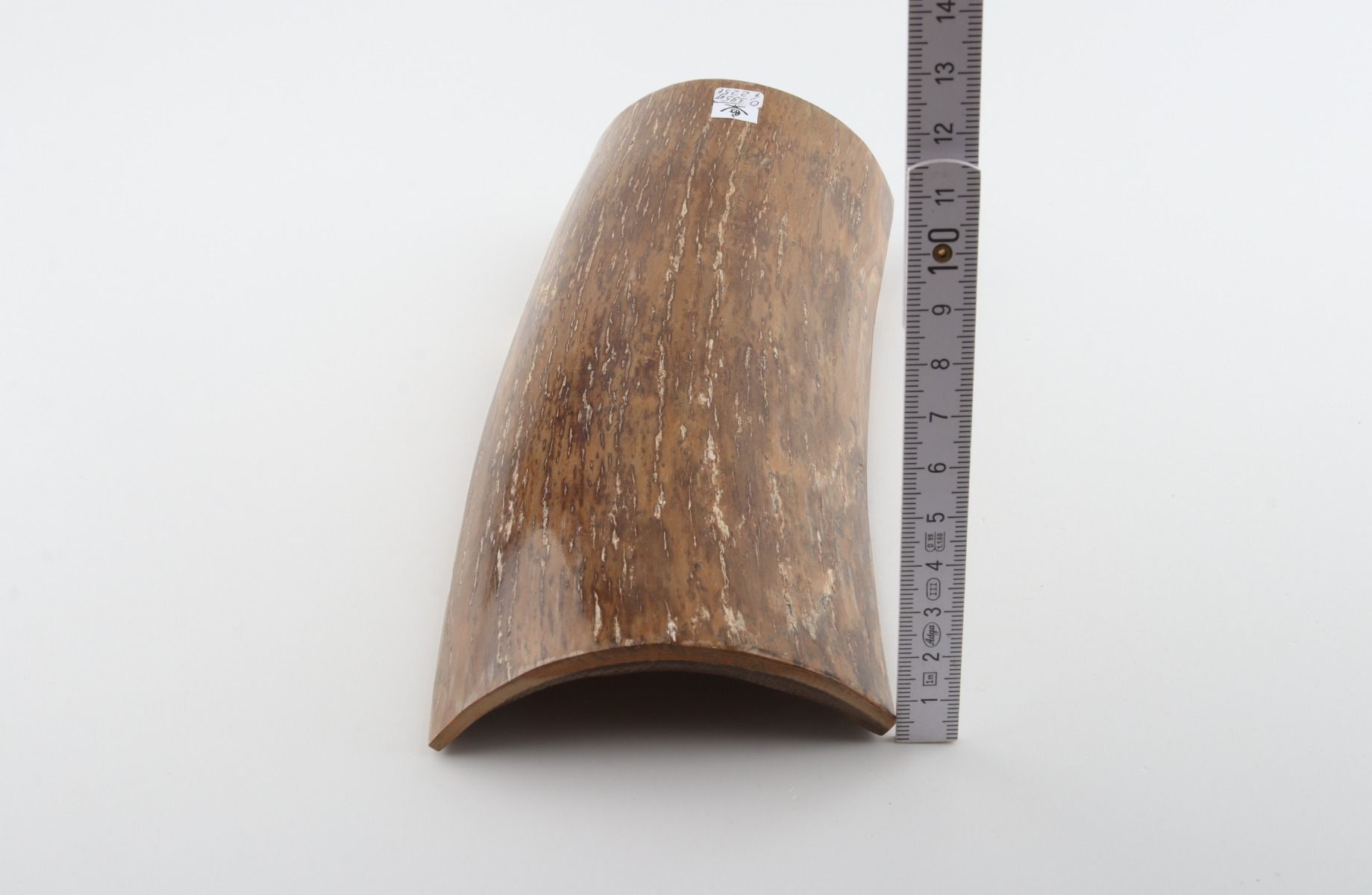 Beige mammoth bark