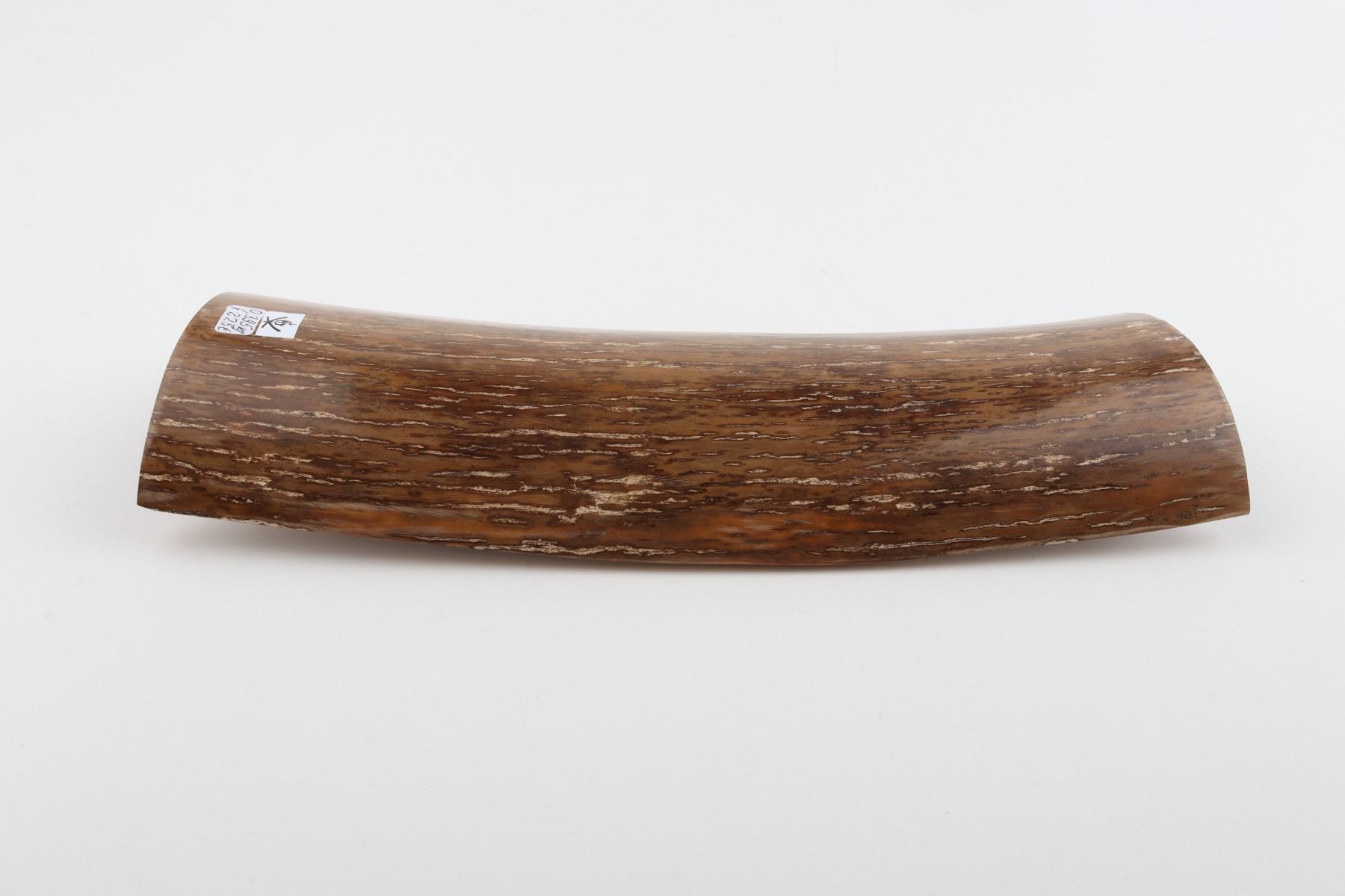 Beige mammoth bark