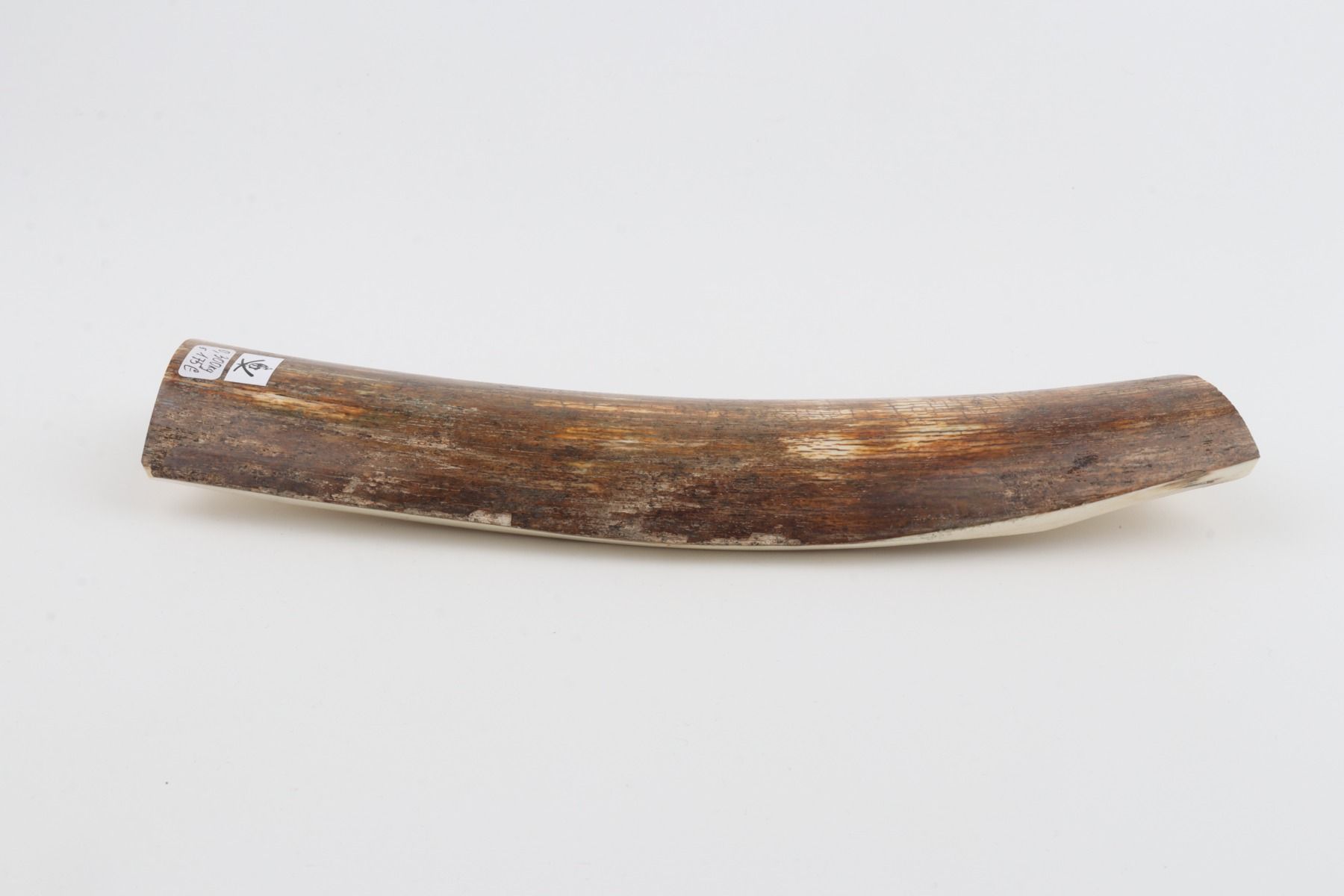 Brown mammoth bark