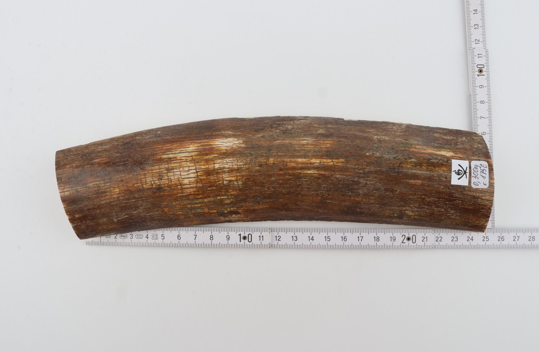 Brown mammoth bark