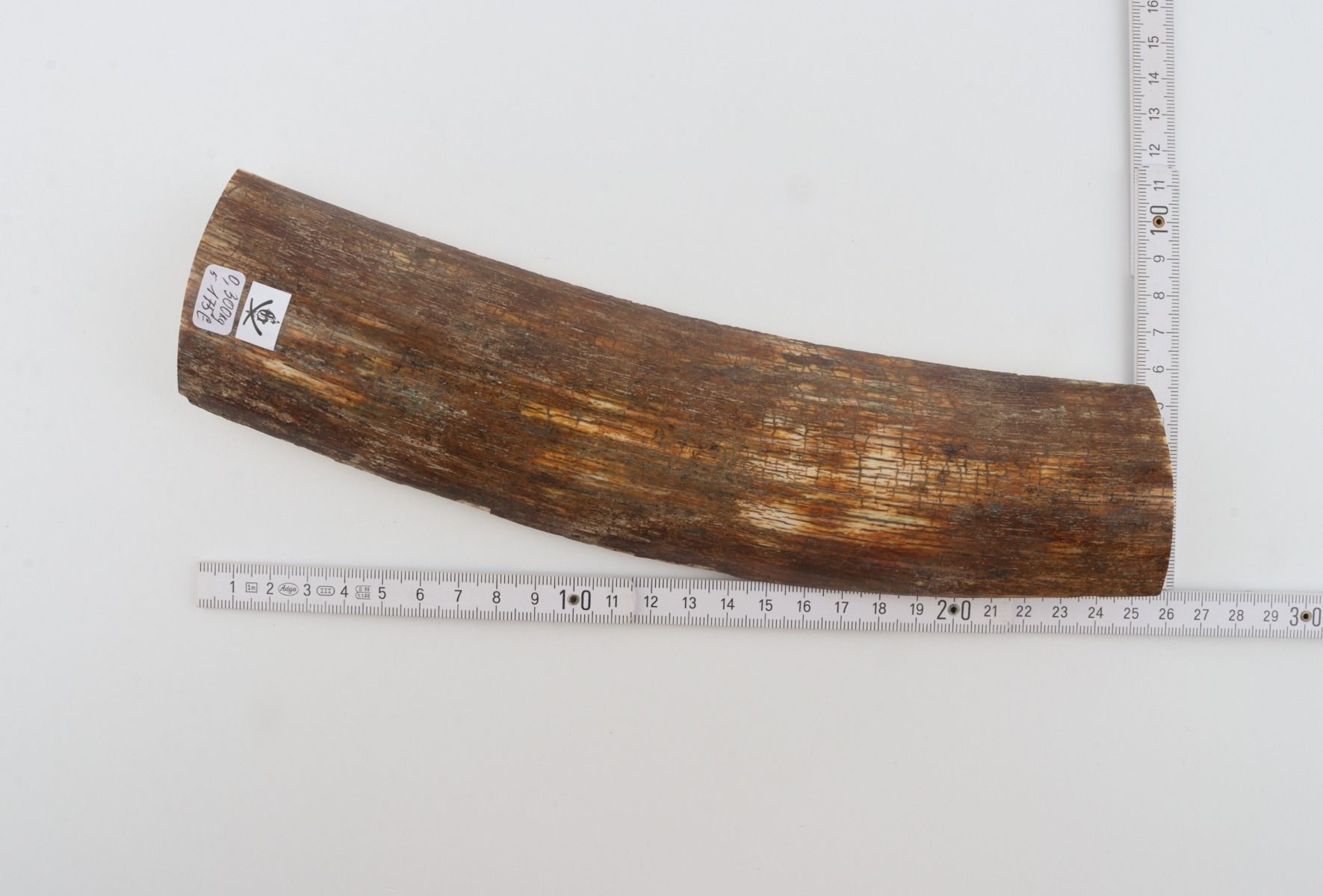 Brown mammoth bark