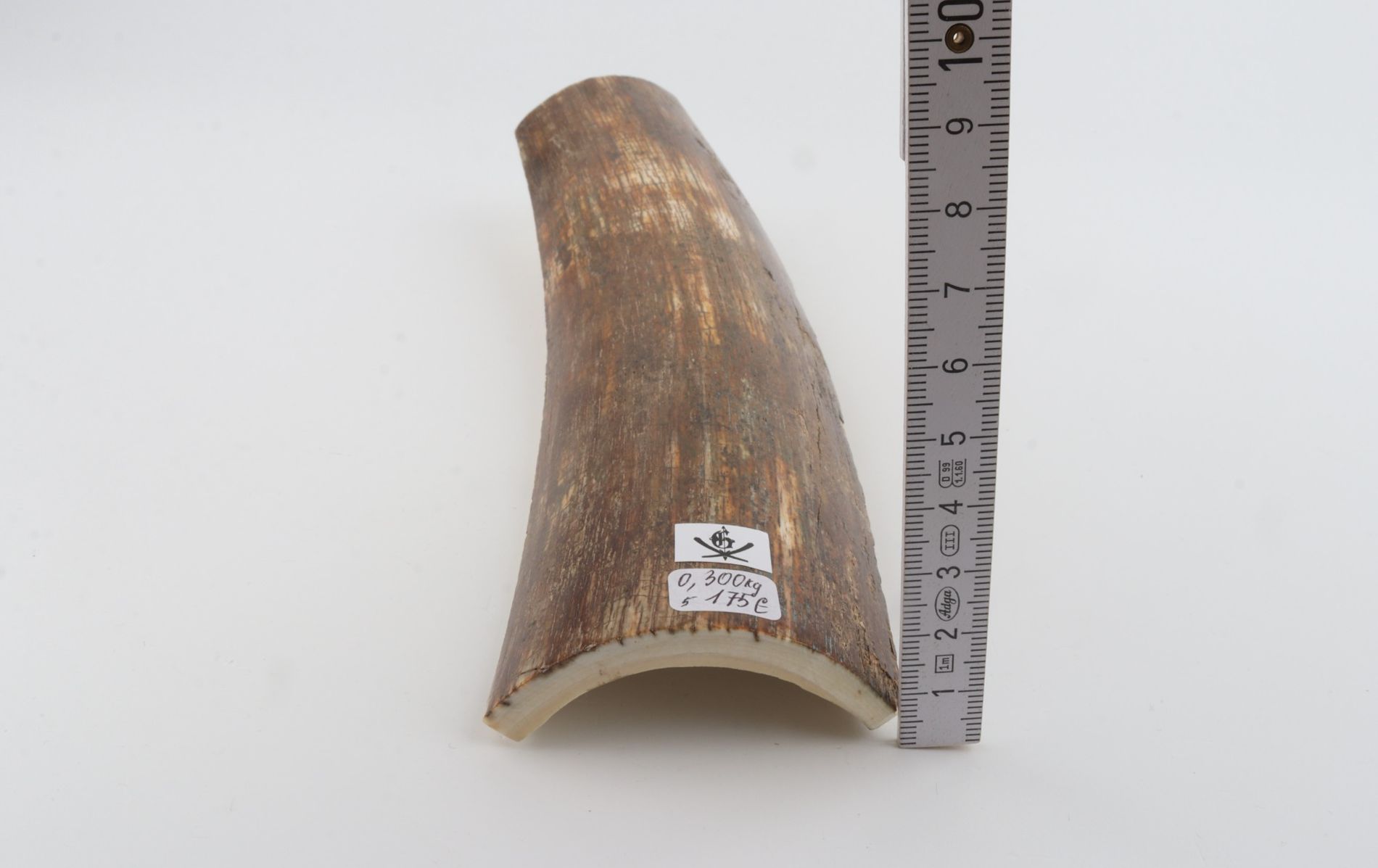 Brown mammoth bark