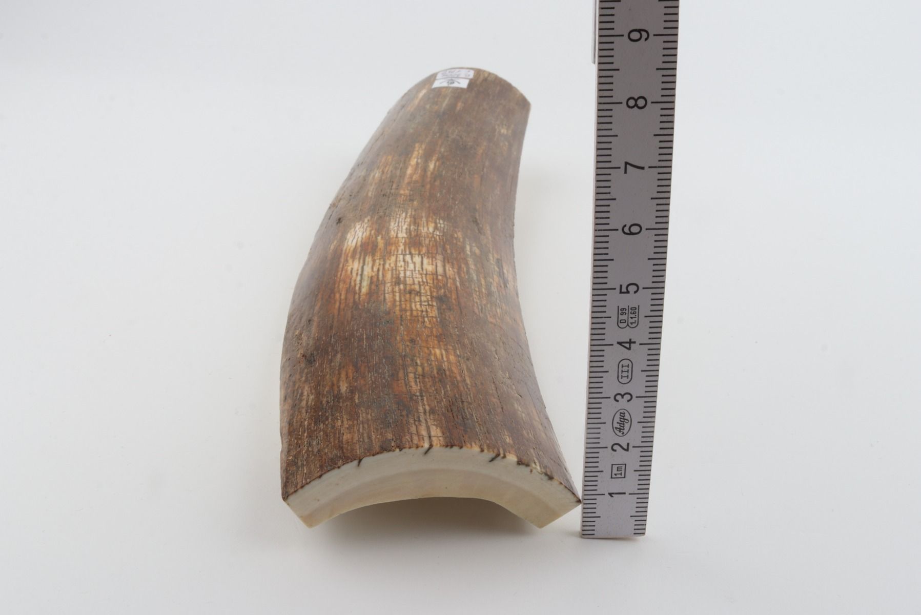 Brown mammoth bark