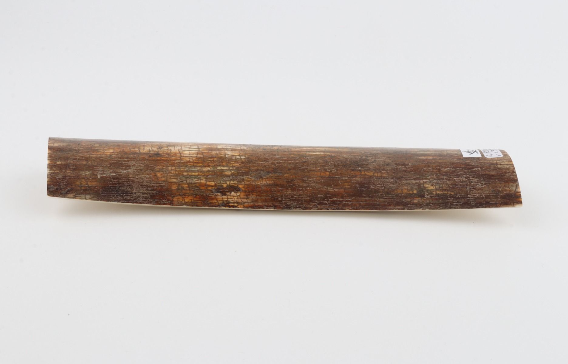 Brown mammoth bark