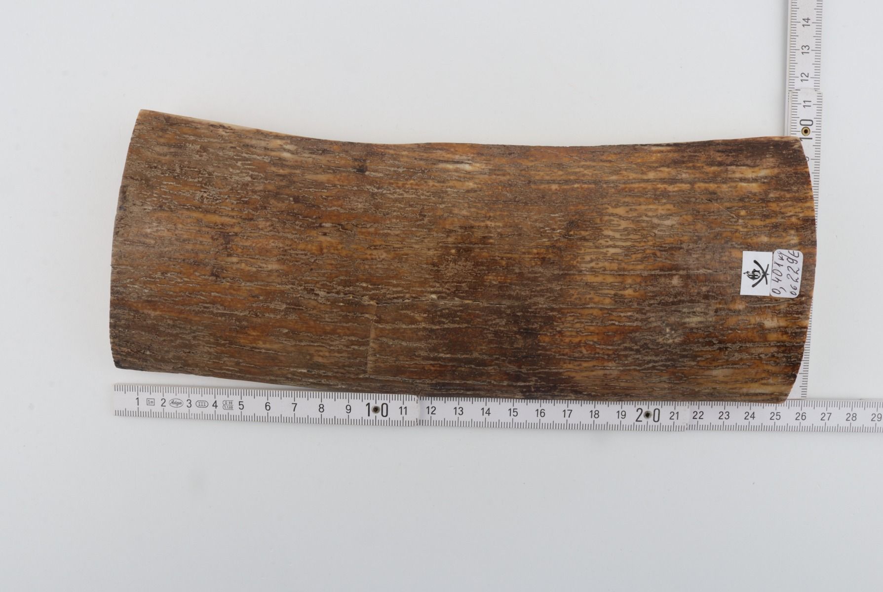 Beige mammoth bark
