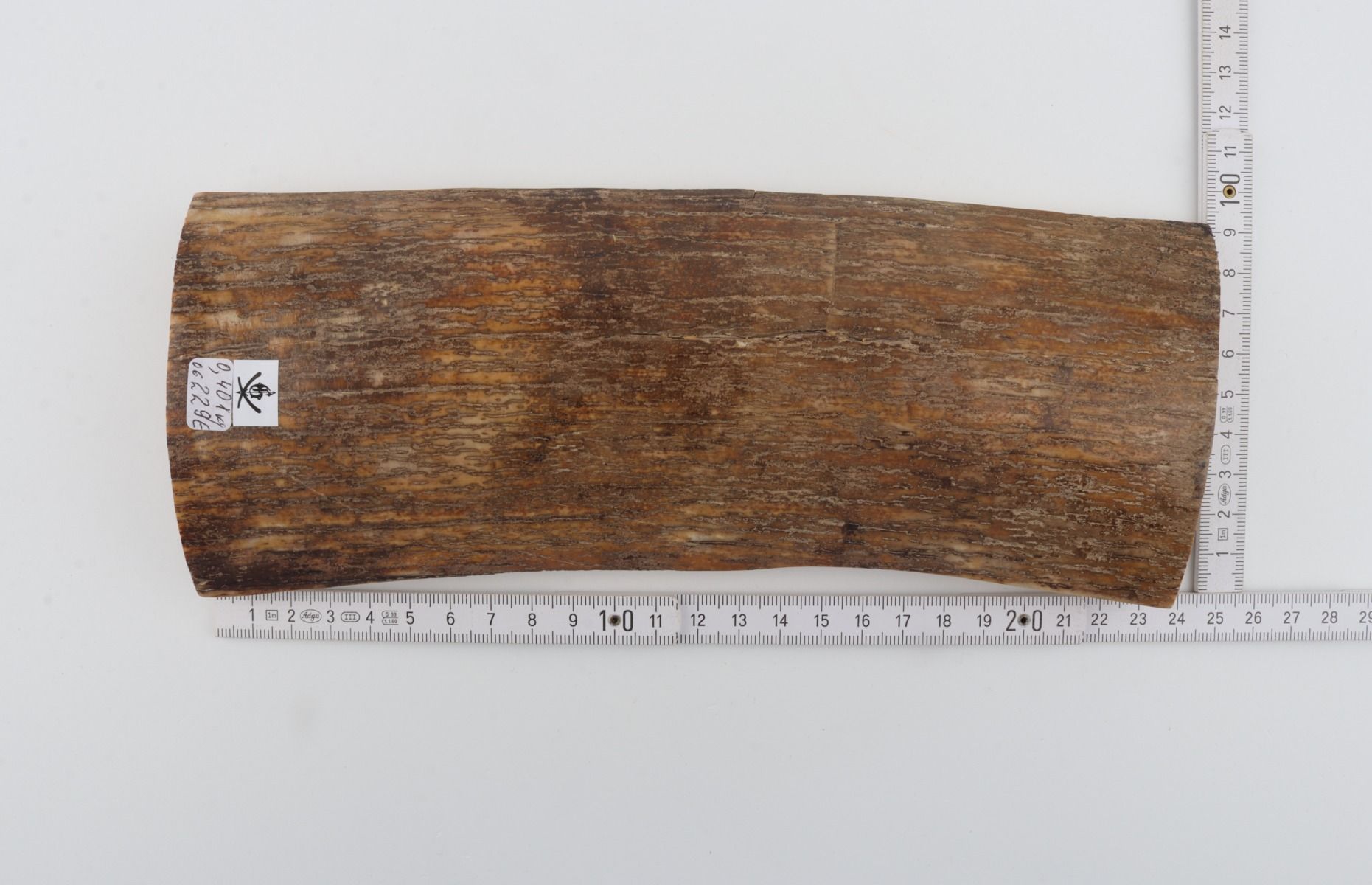 Beige mammoth bark