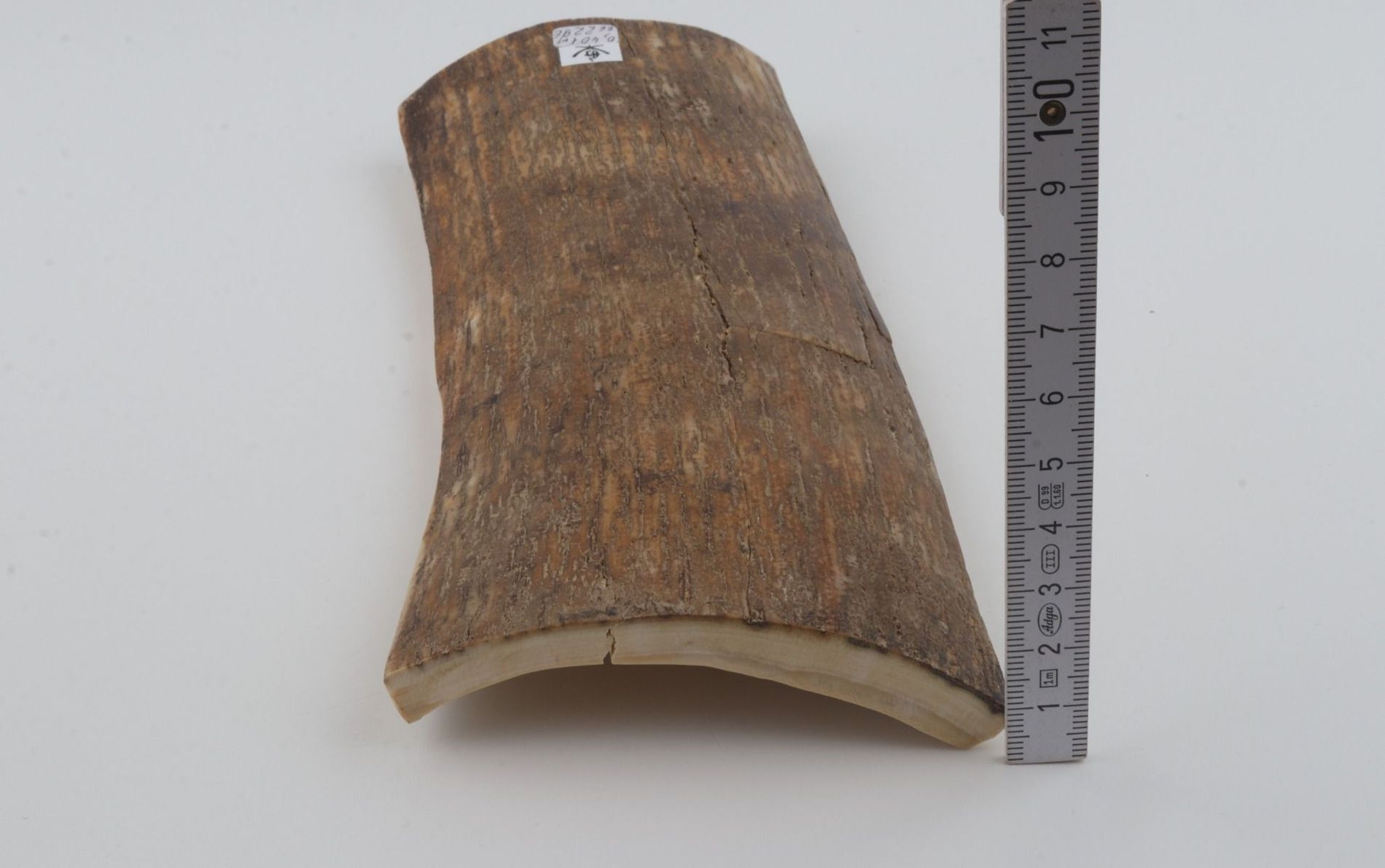 Beige mammoth bark