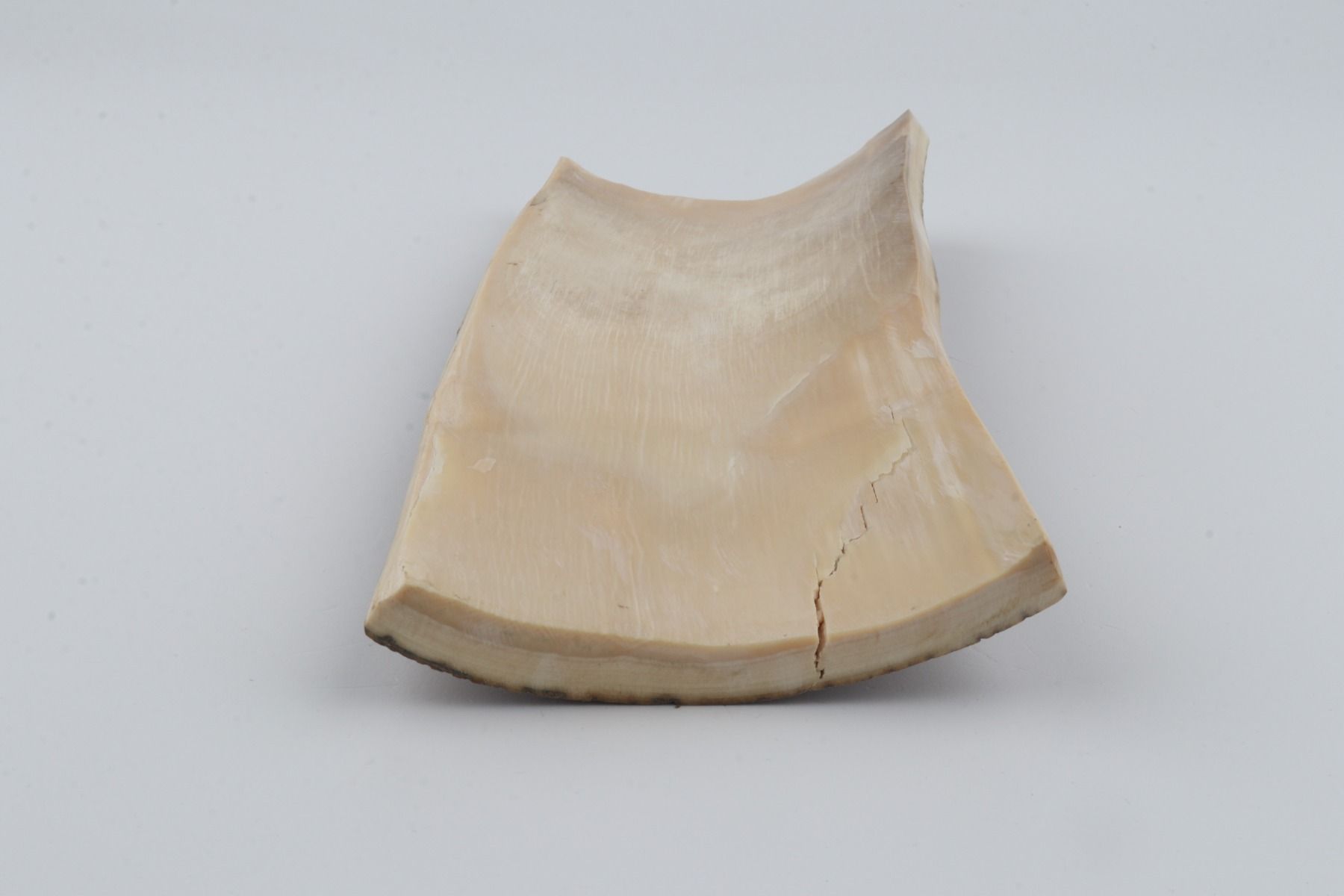 Beige mammoth bark