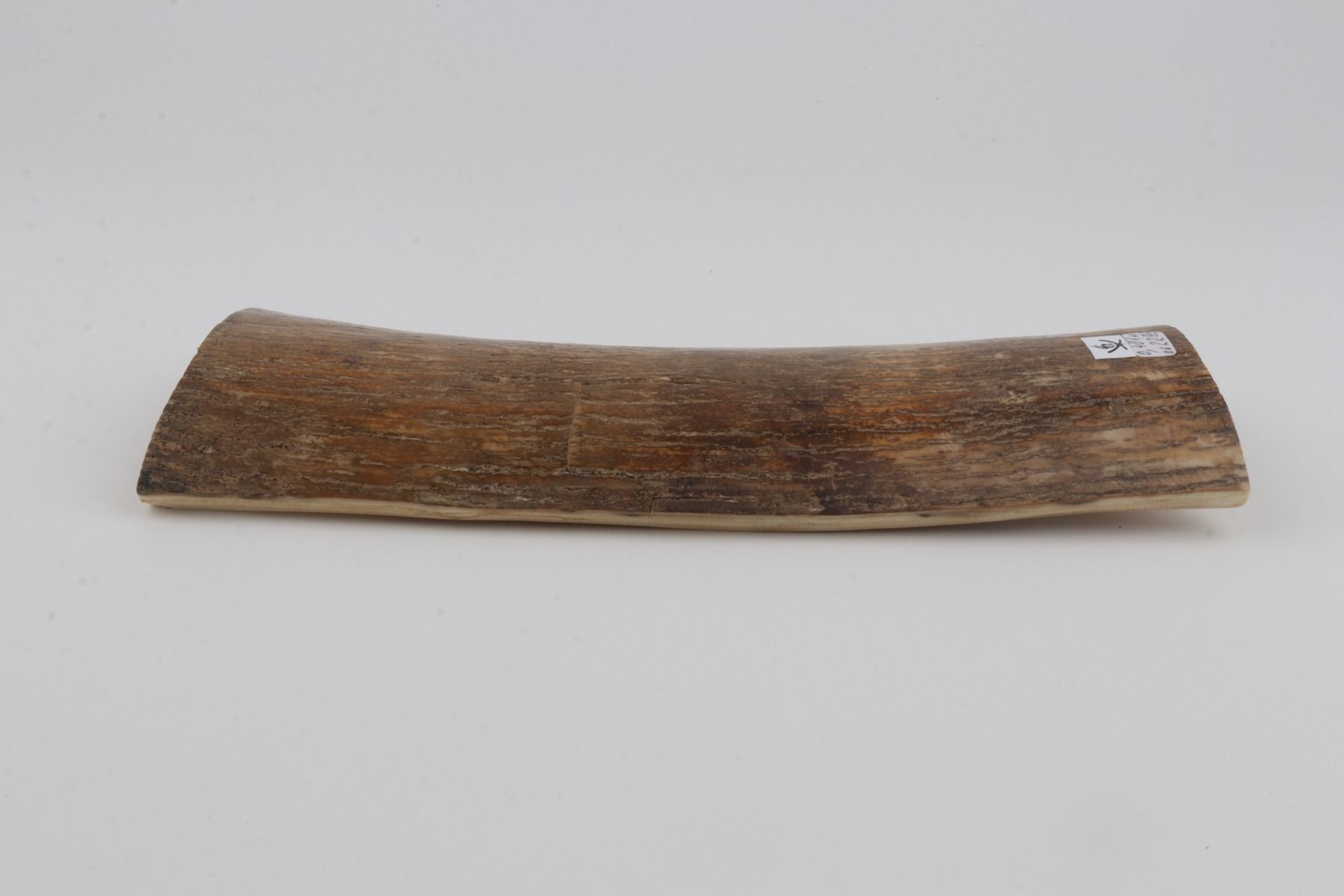 Beige mammoth bark