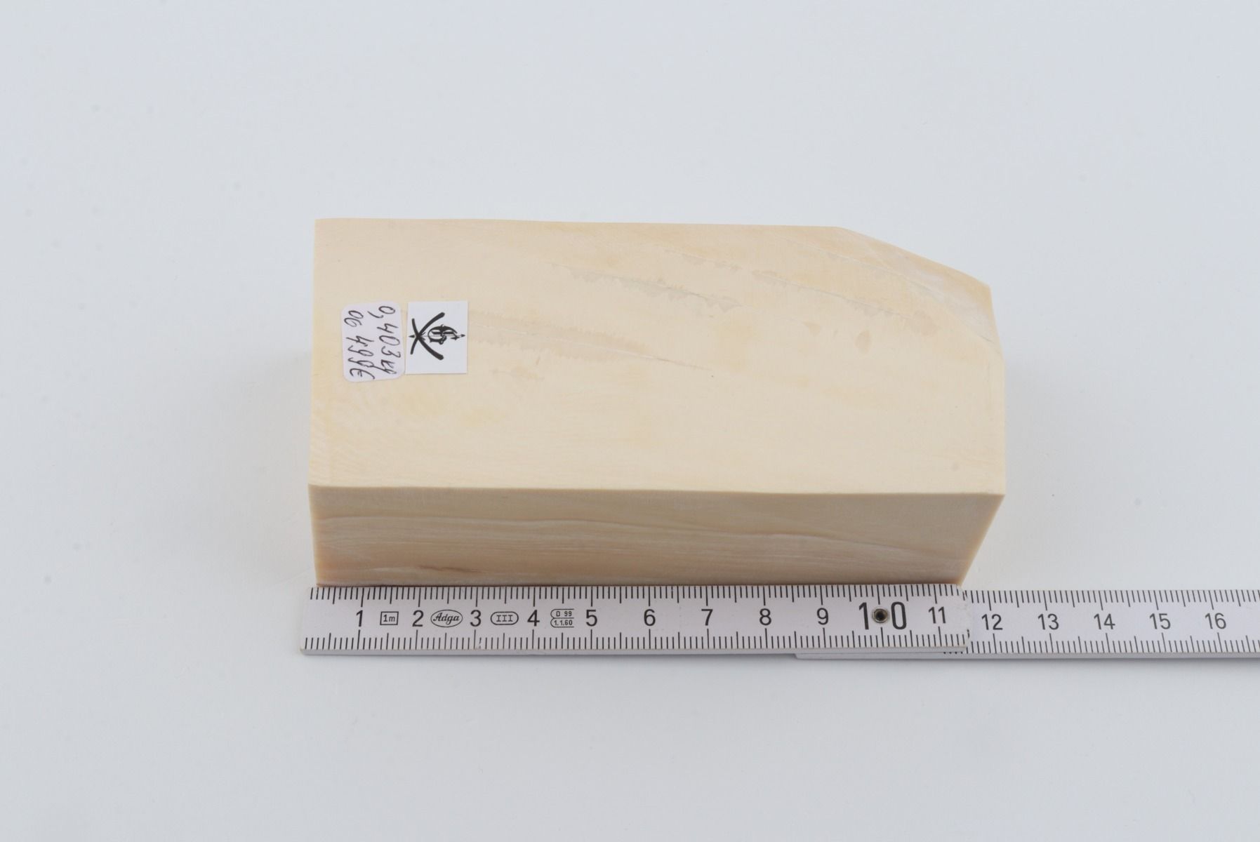 White mammoth ivory segment