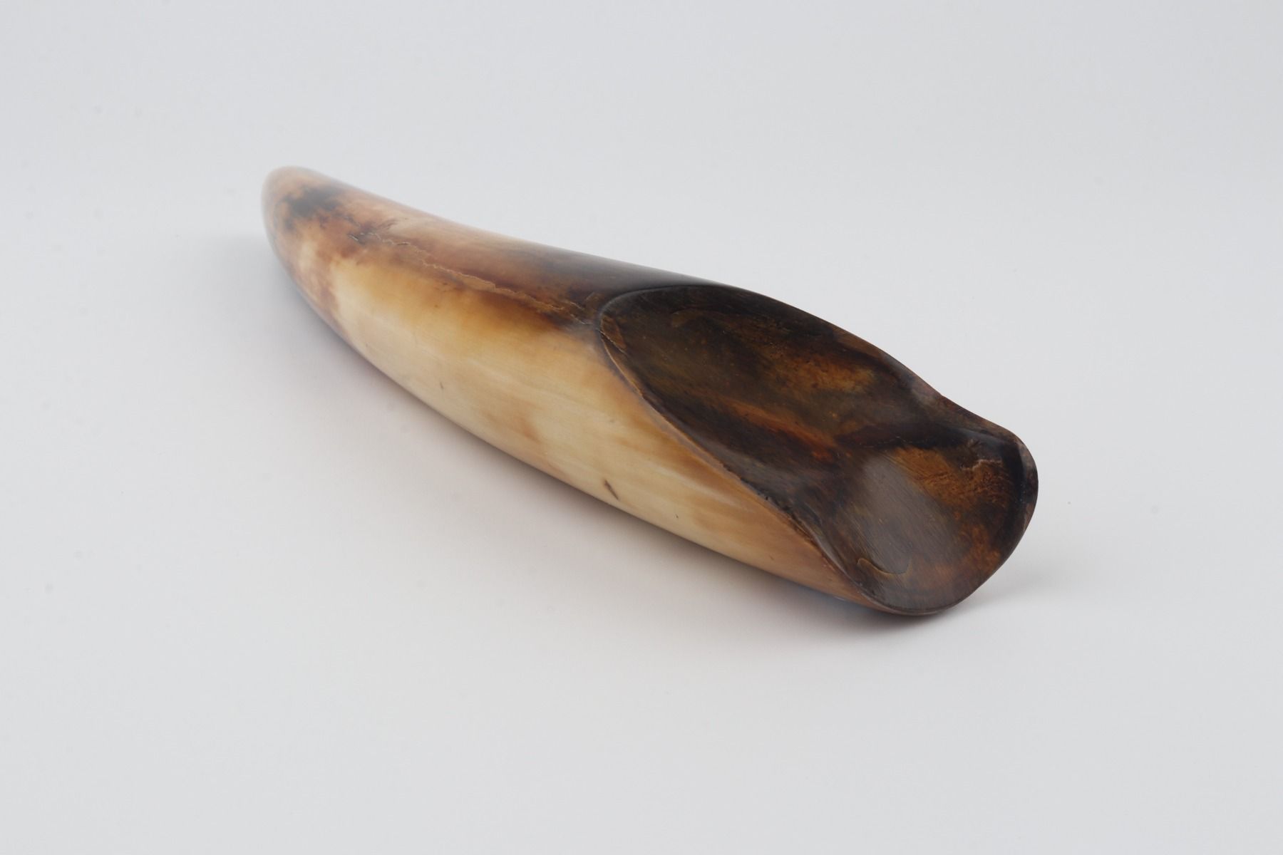 Restored woolly mammoth tusk tip