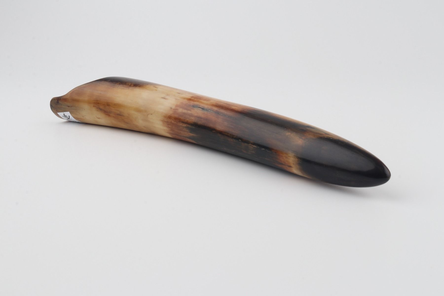 Restored woolly mammoth tusk tip