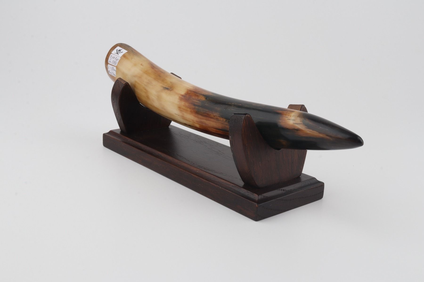 Restored woolly mammoth tusk tip