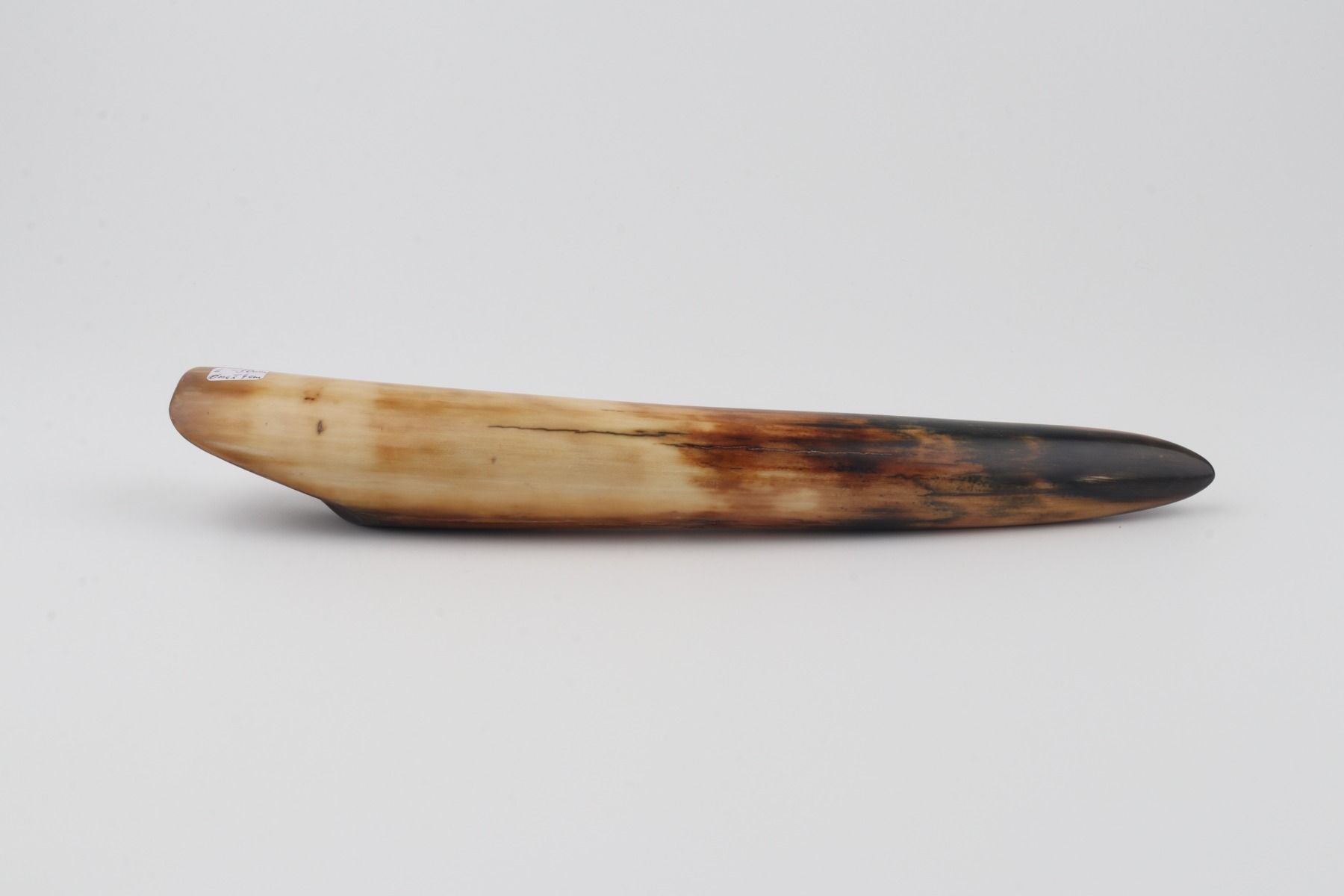 Restored woolly mammoth tusk tip