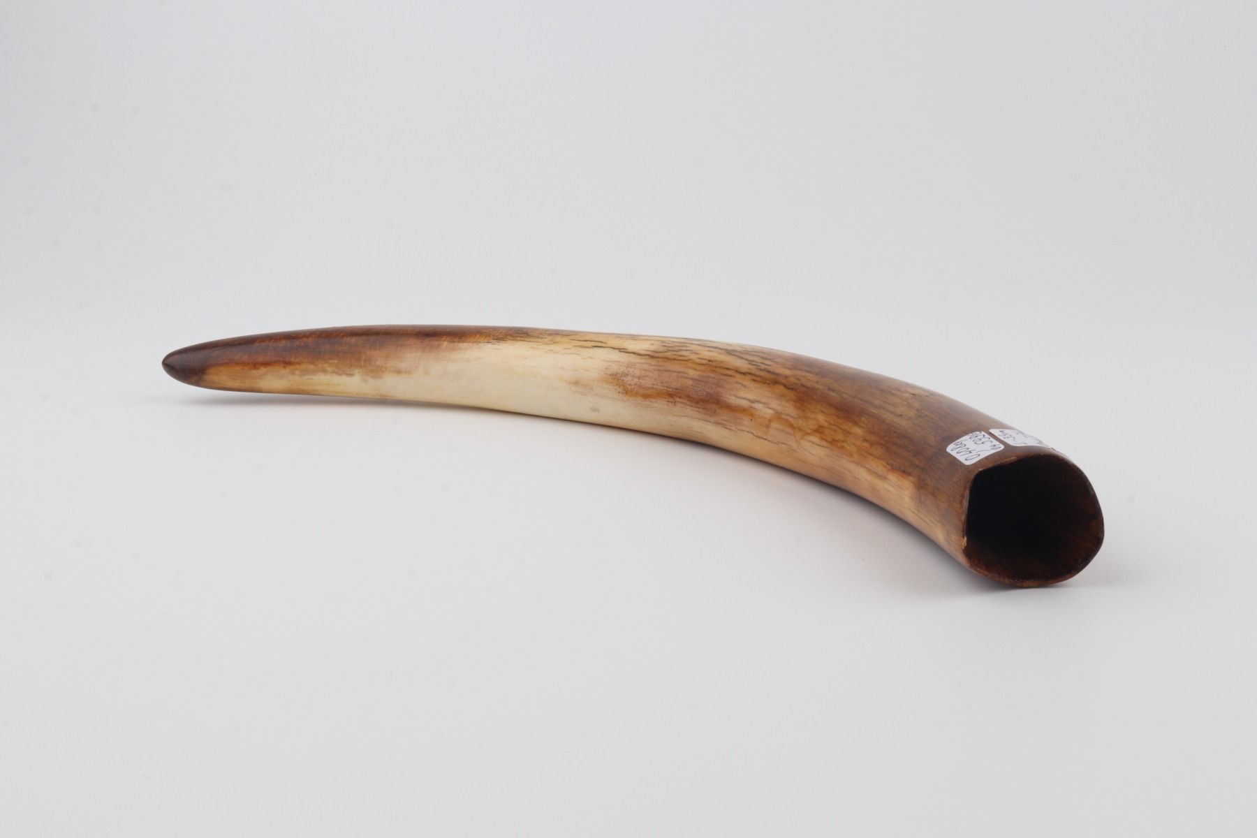 Restored mammoth tusk