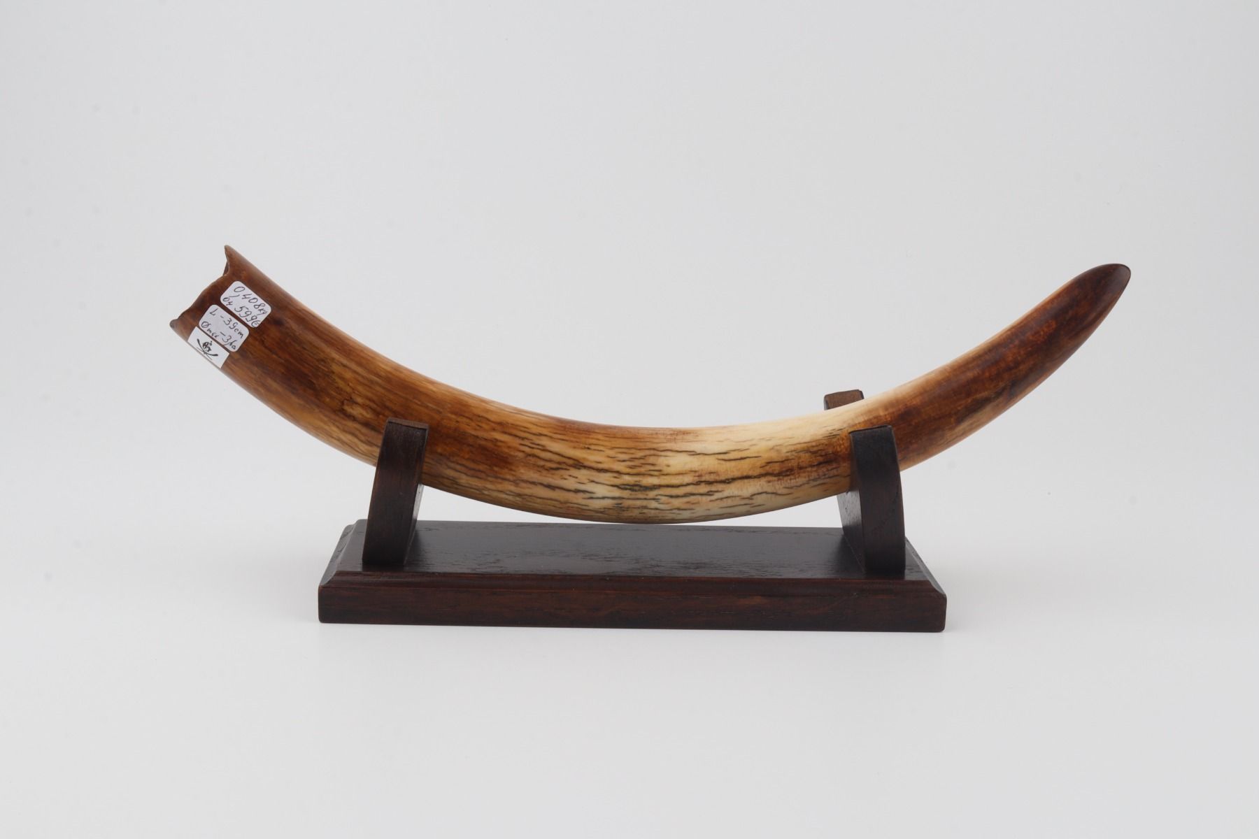 Restored mammoth tusk