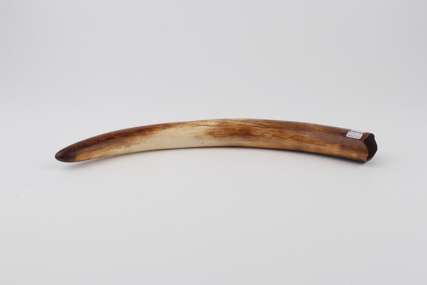 Restored mammoth tusk