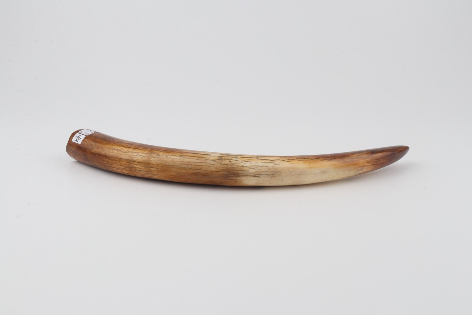 Restored mammoth tusk