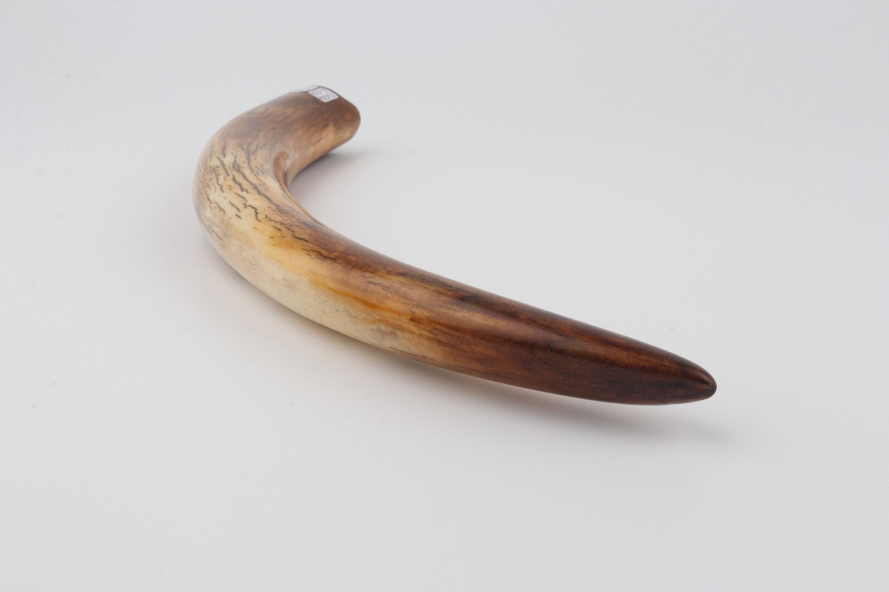 Restored mammoth tusk