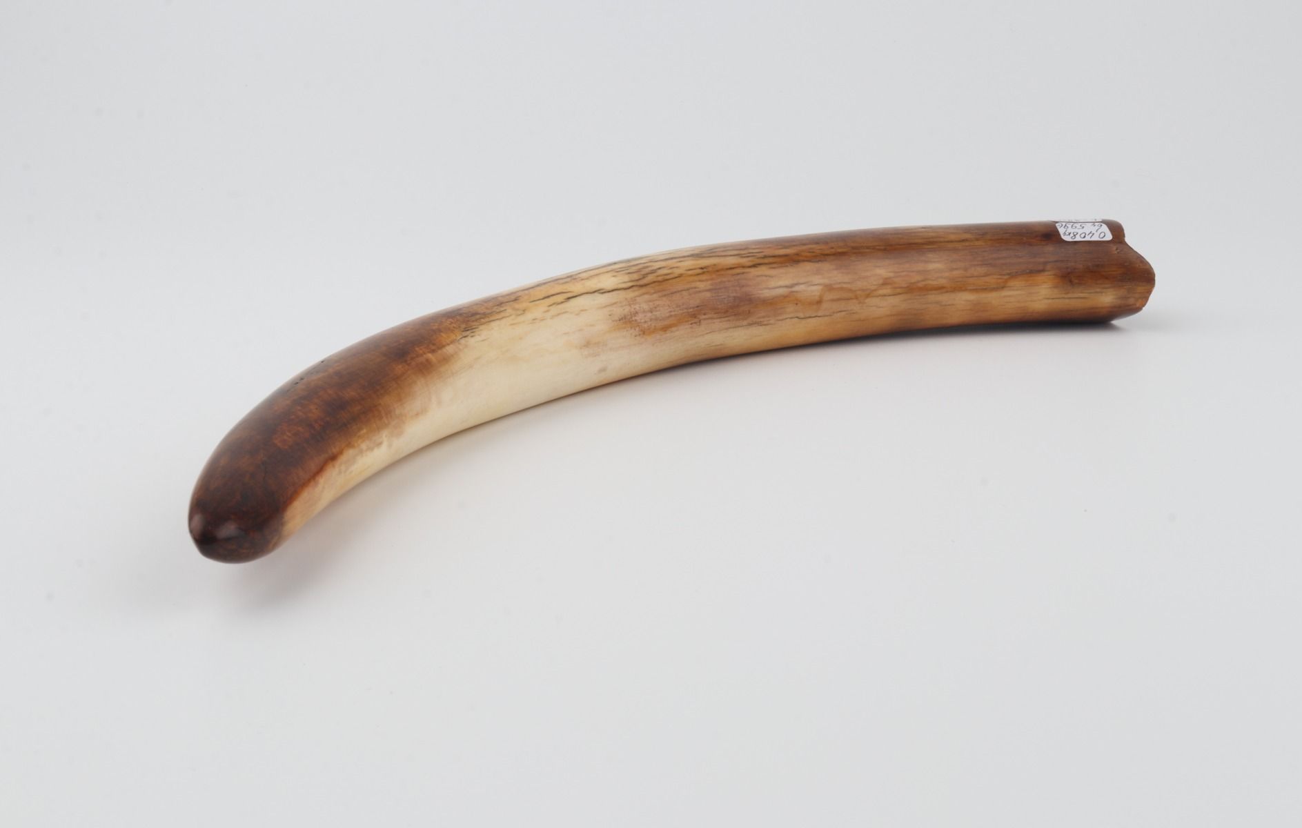 Restored mammoth tusk