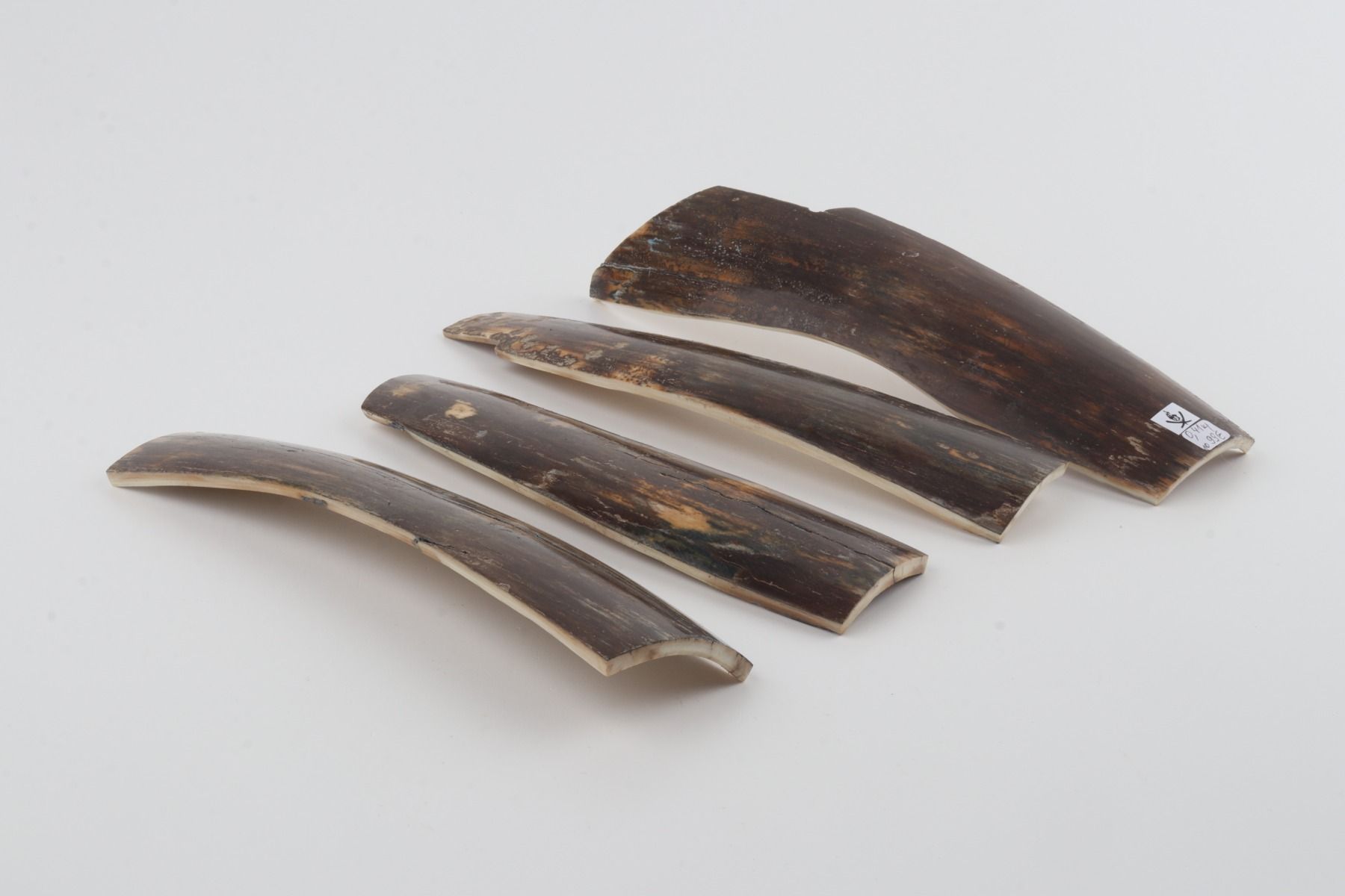 Brown mammoth bark pieces