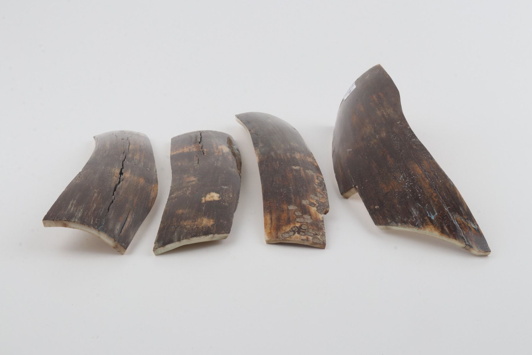 Brown mammoth bark pieces