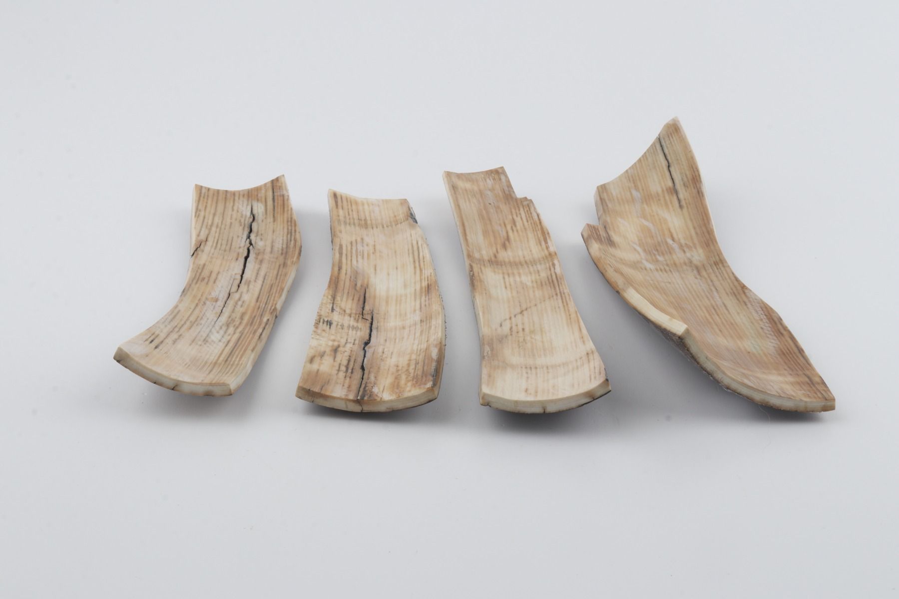 Brown mammoth bark pieces