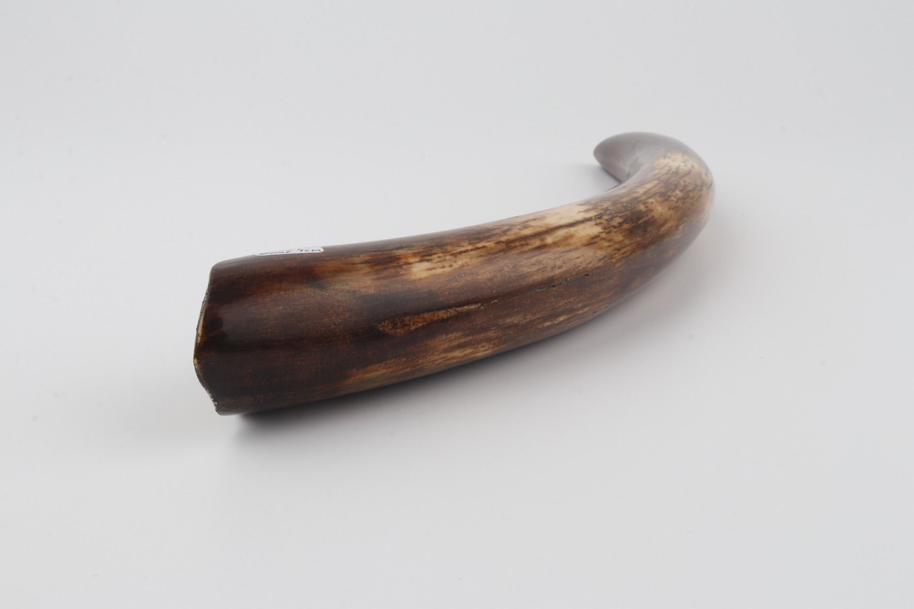 Restored woolly mammoth tusk